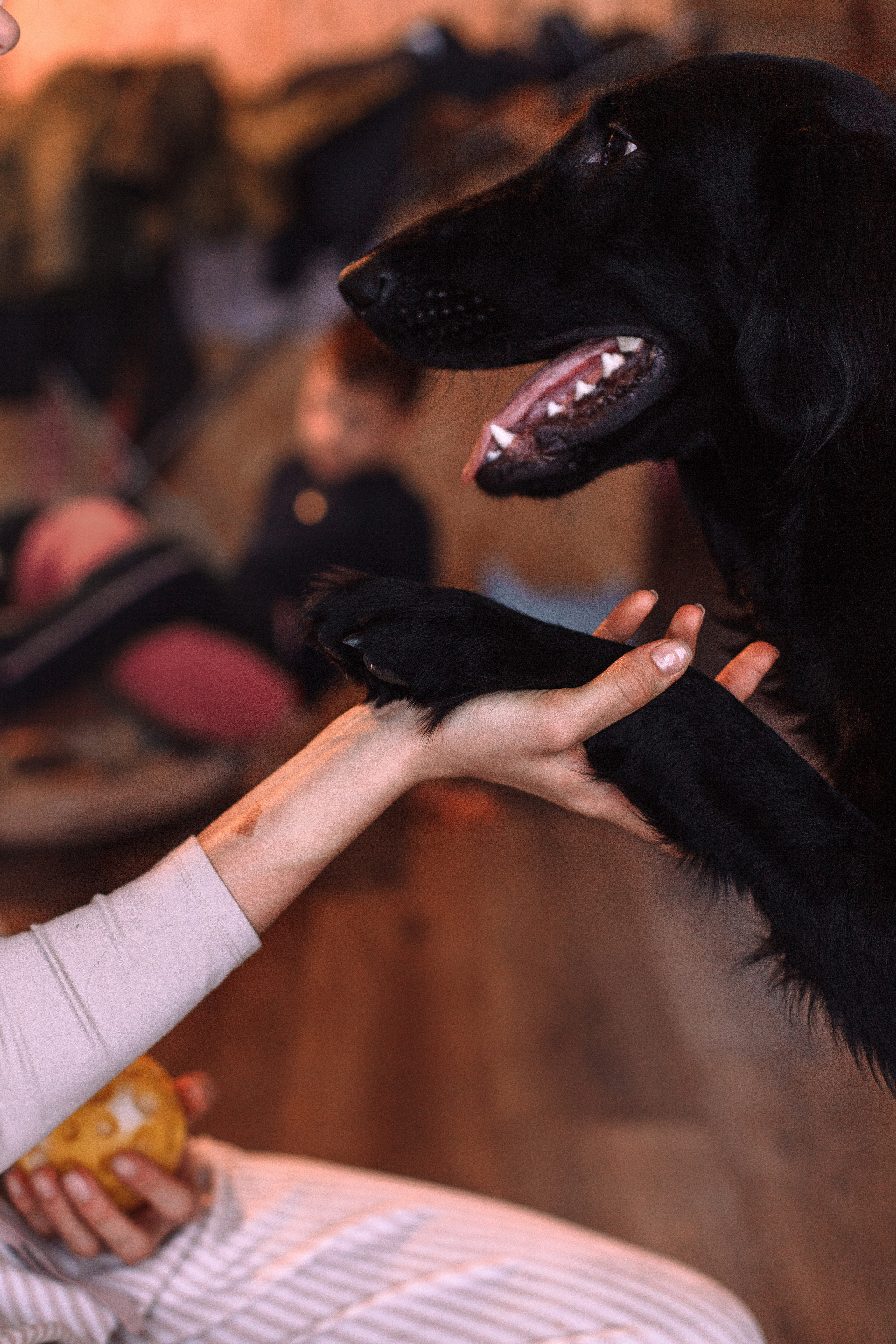 Фоторепортаж: большая семья на прогулке и дома. Детский и семейный фотограф в Москве и московской области Елена Титова