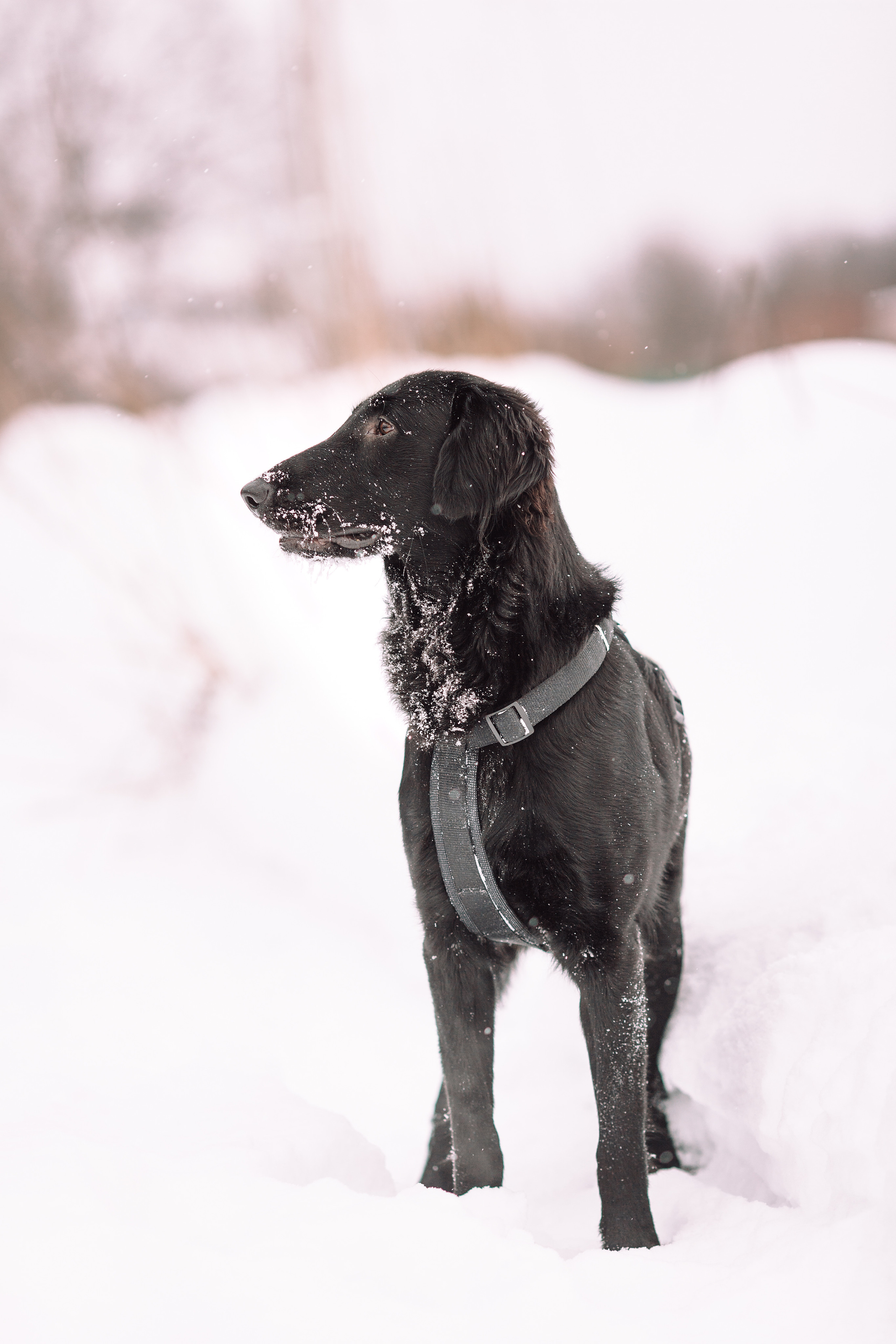 Фоторепортаж: большая семья на прогулке и дома. Детский и семейный фотограф в Москве и московской области Елена Титова
