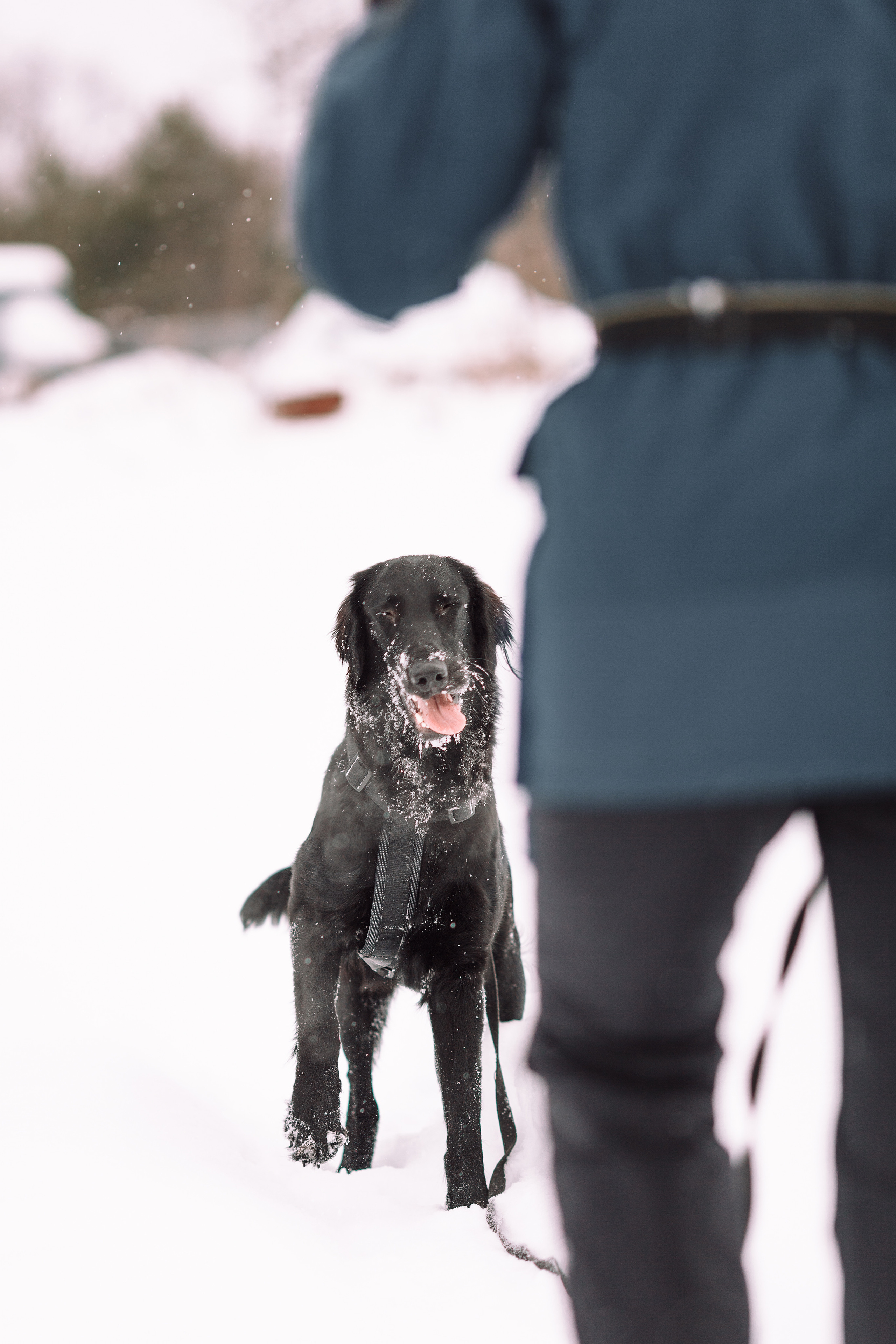 Фоторепортаж: большая семья на прогулке и дома. Детский и семейный фотограф в Москве и московской области Елена Титова