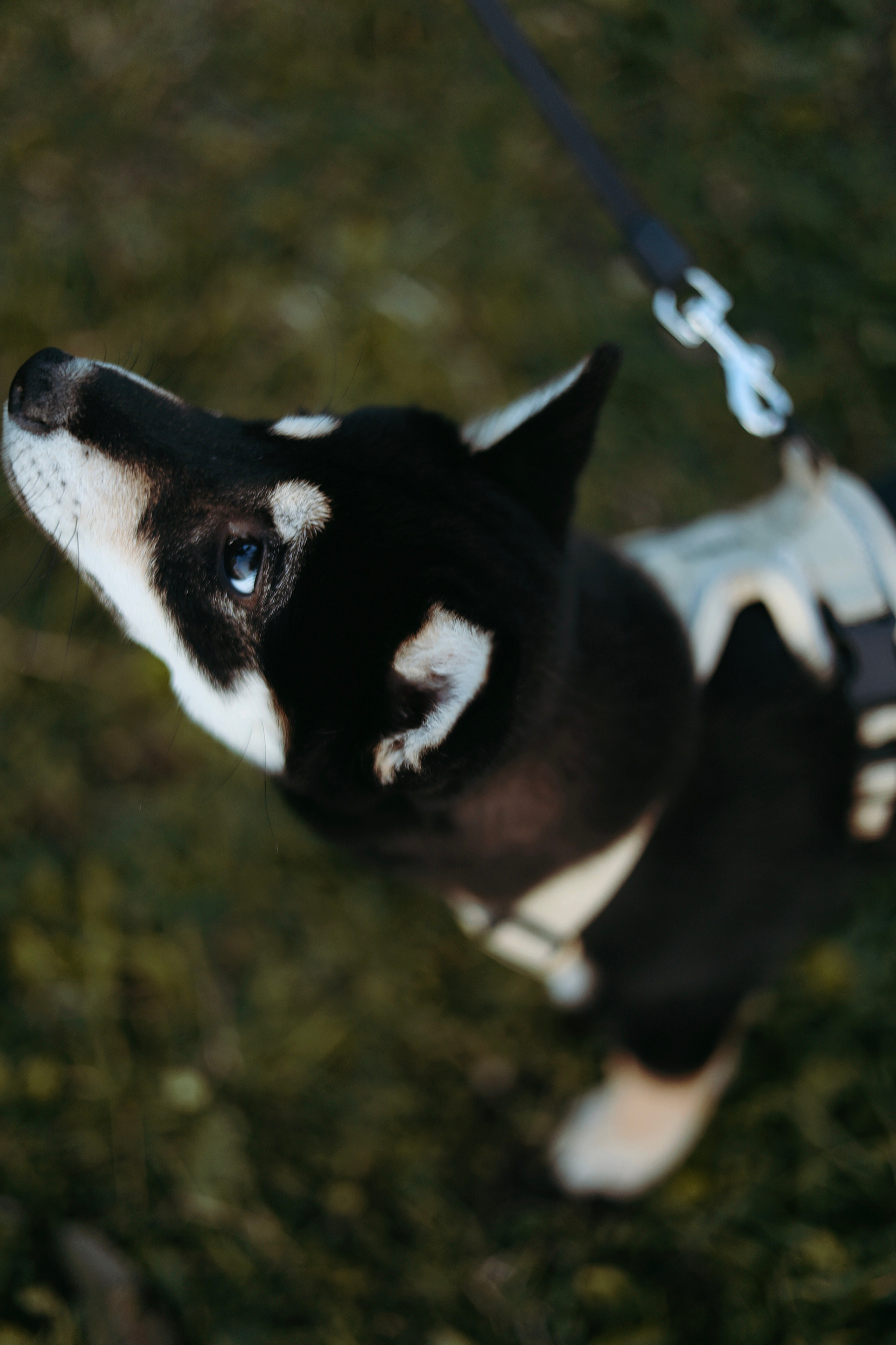 Puppy. Фотосессии в Москве и Санкт-Петербурге, а также по столицам стран Евро