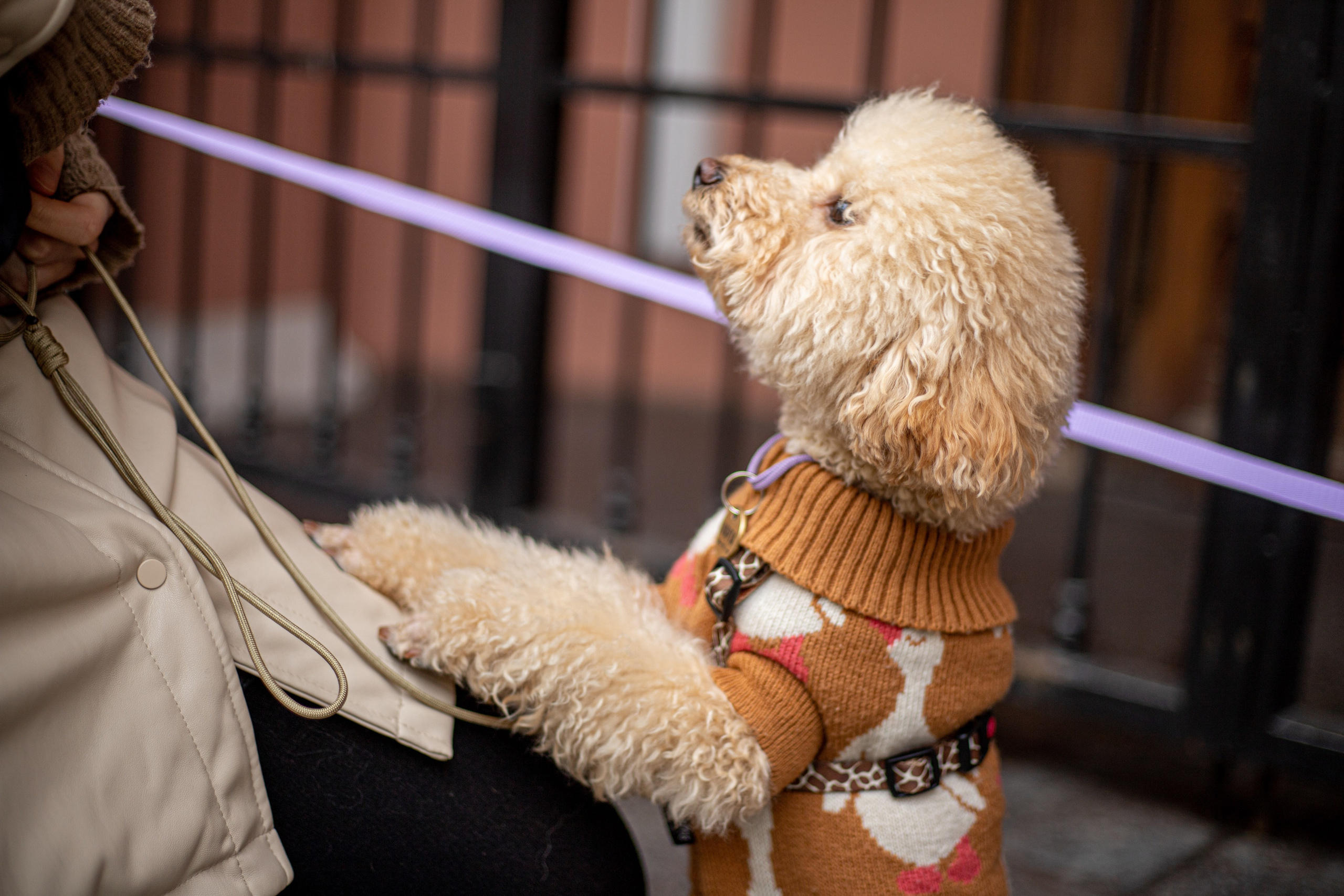 Домашние питомцы. Фотосессии с лошадьми в Москве и МО