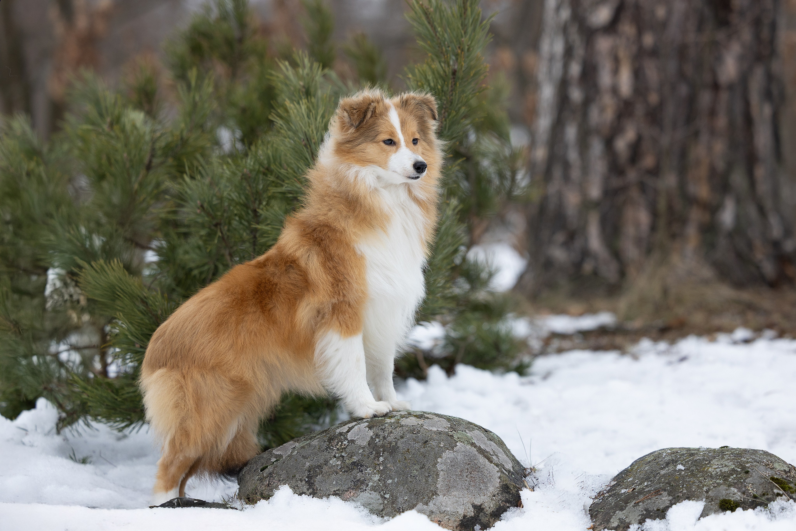 Питомник Стэйсилайн. Мои работы