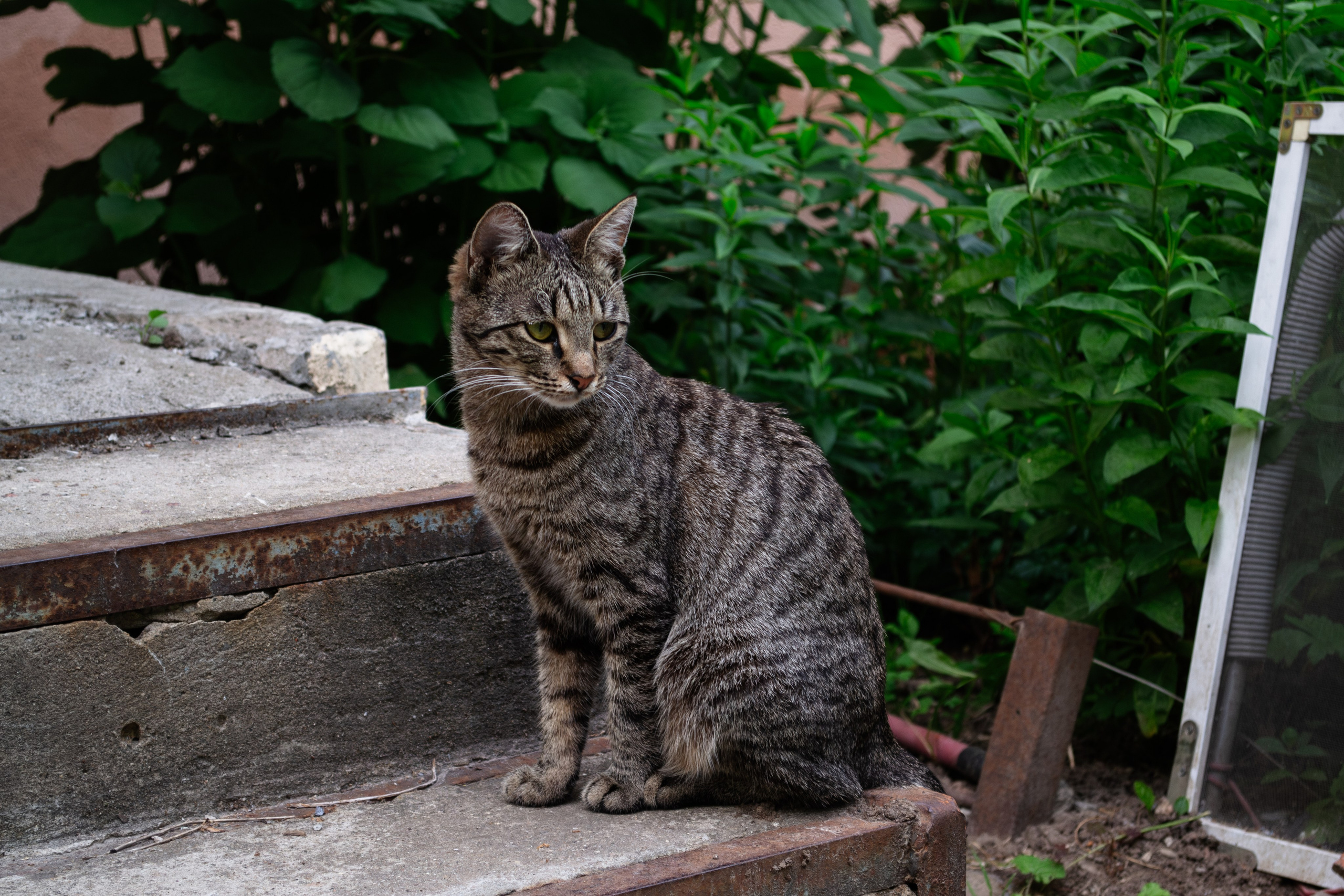 Cats.2. Dumshap | думшап