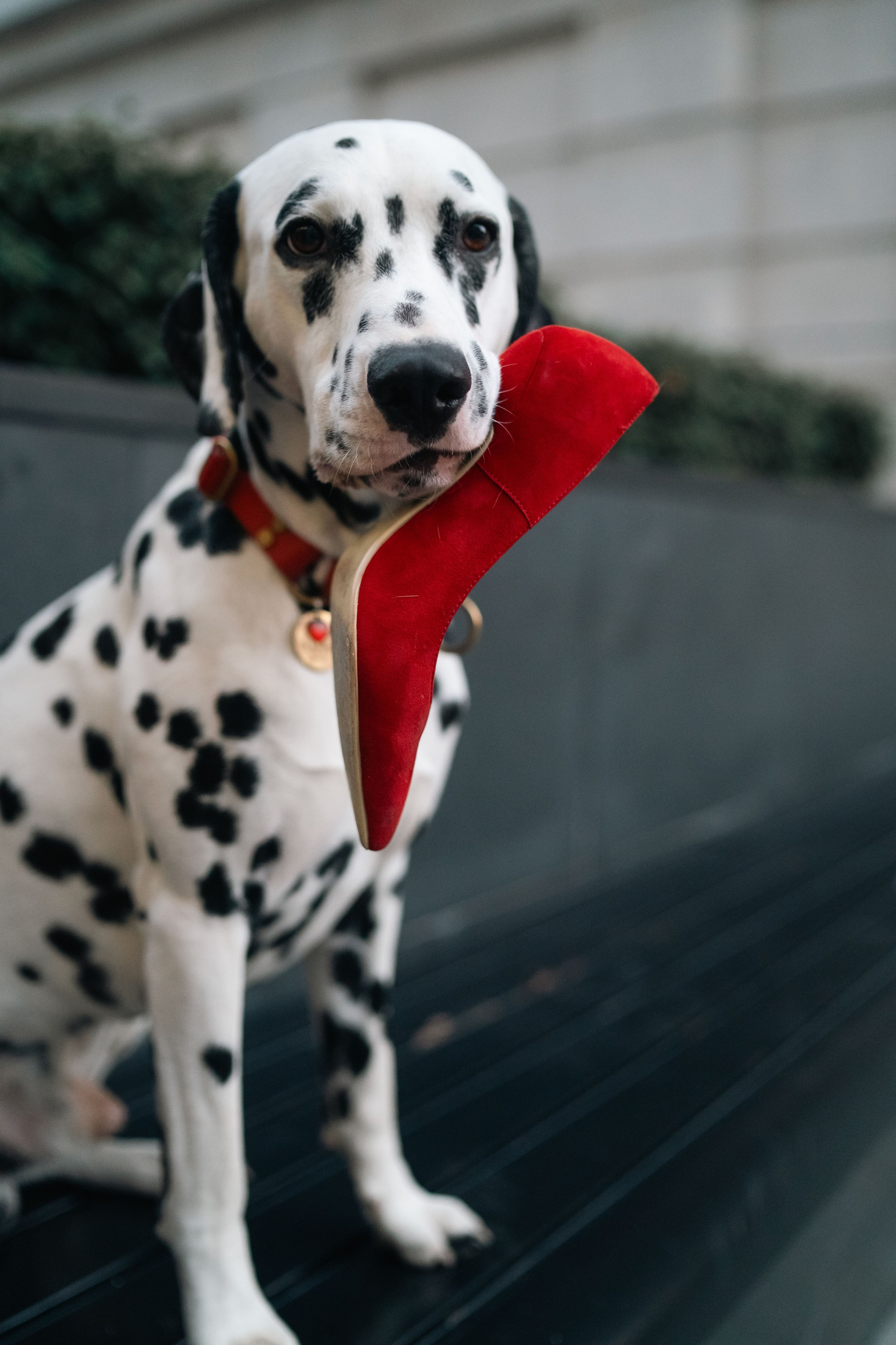 1 Далматин. Фотограф анималист