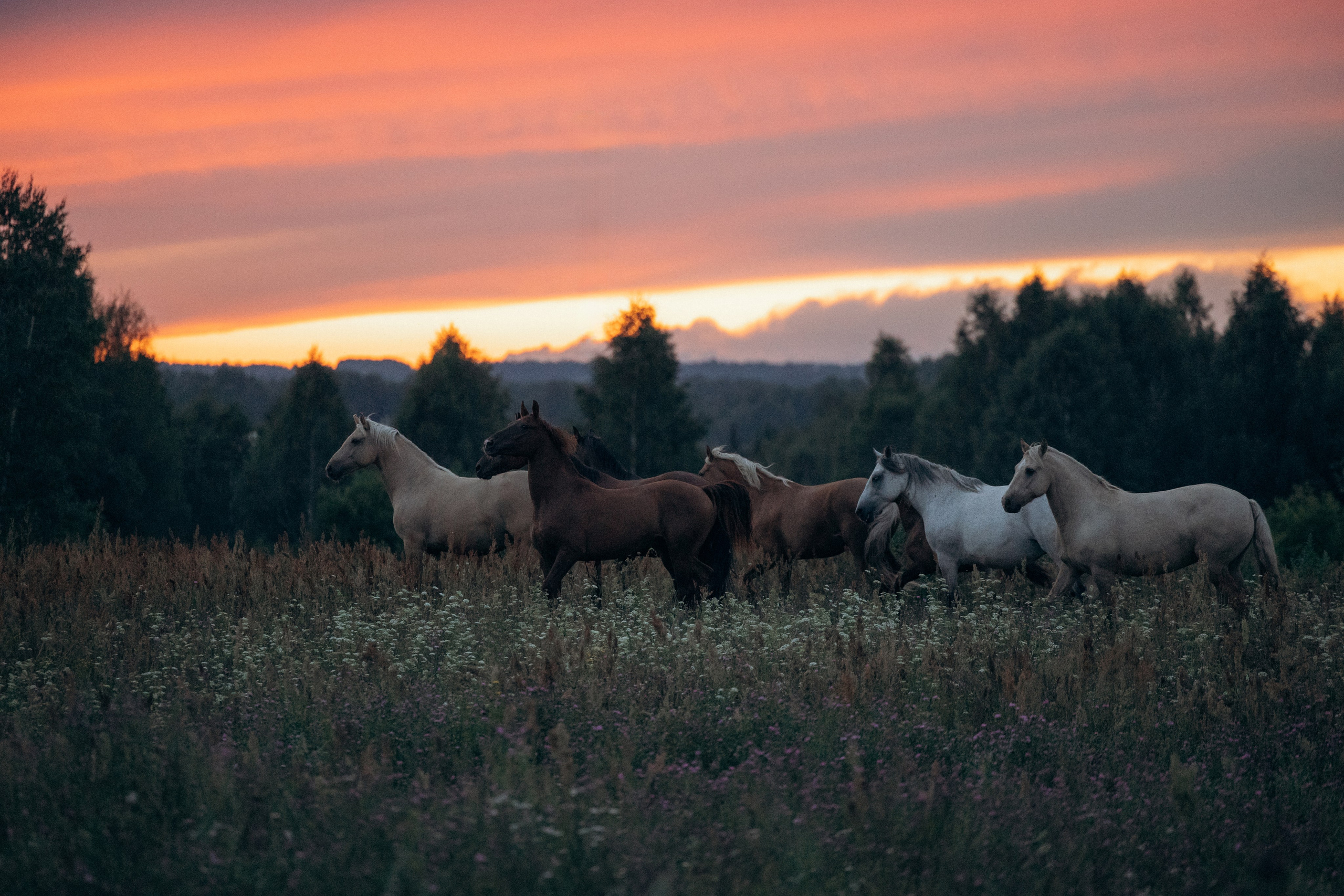 Лошади, не собаки, но нельзя не показать!. Фотограф анималист в Казани Алина Сулейманова. Фотограф животных