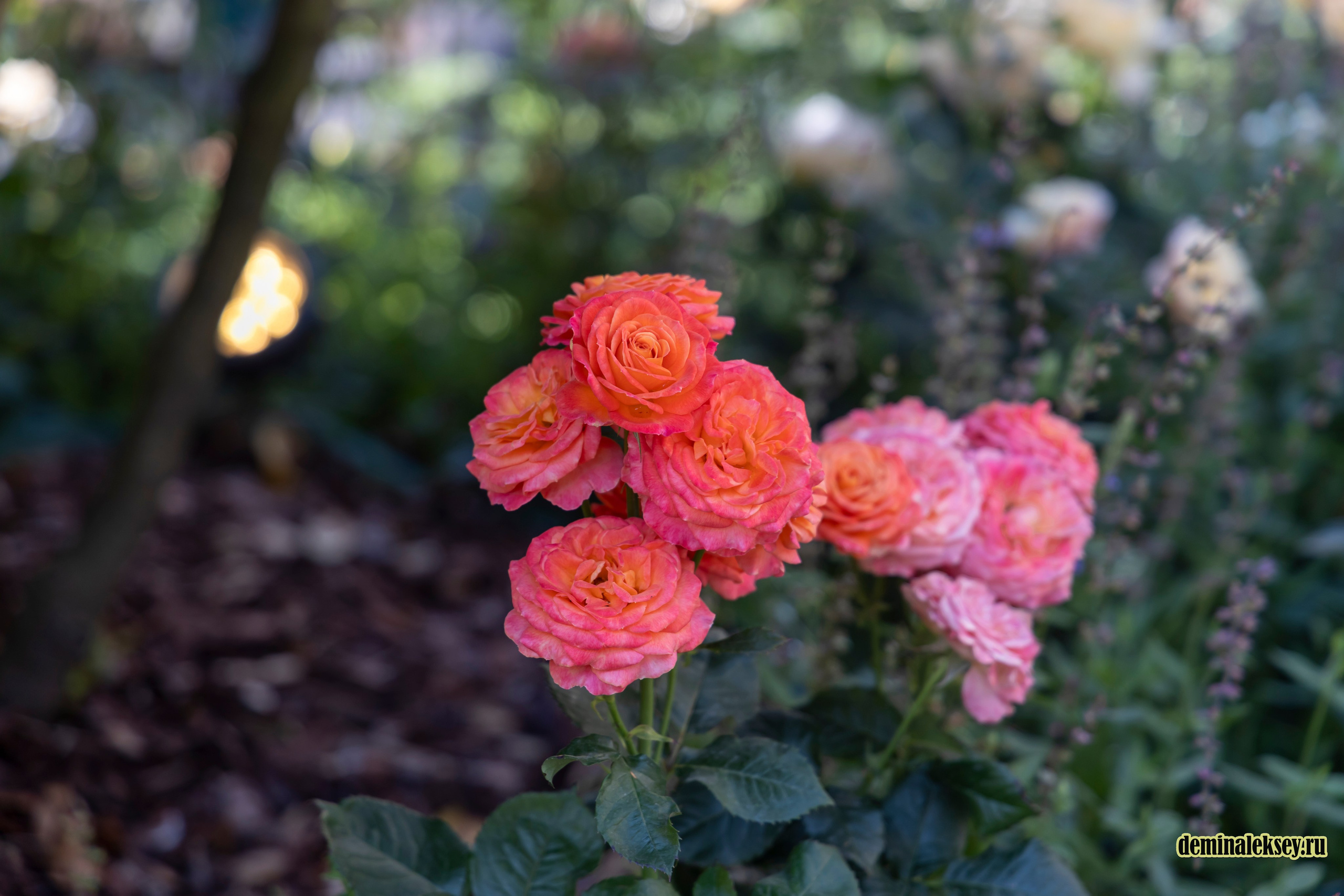 Фестиваль Дни индии на Манежной площади. Репортажный, семейный и студийный фотограф в Москве Демин Алексей