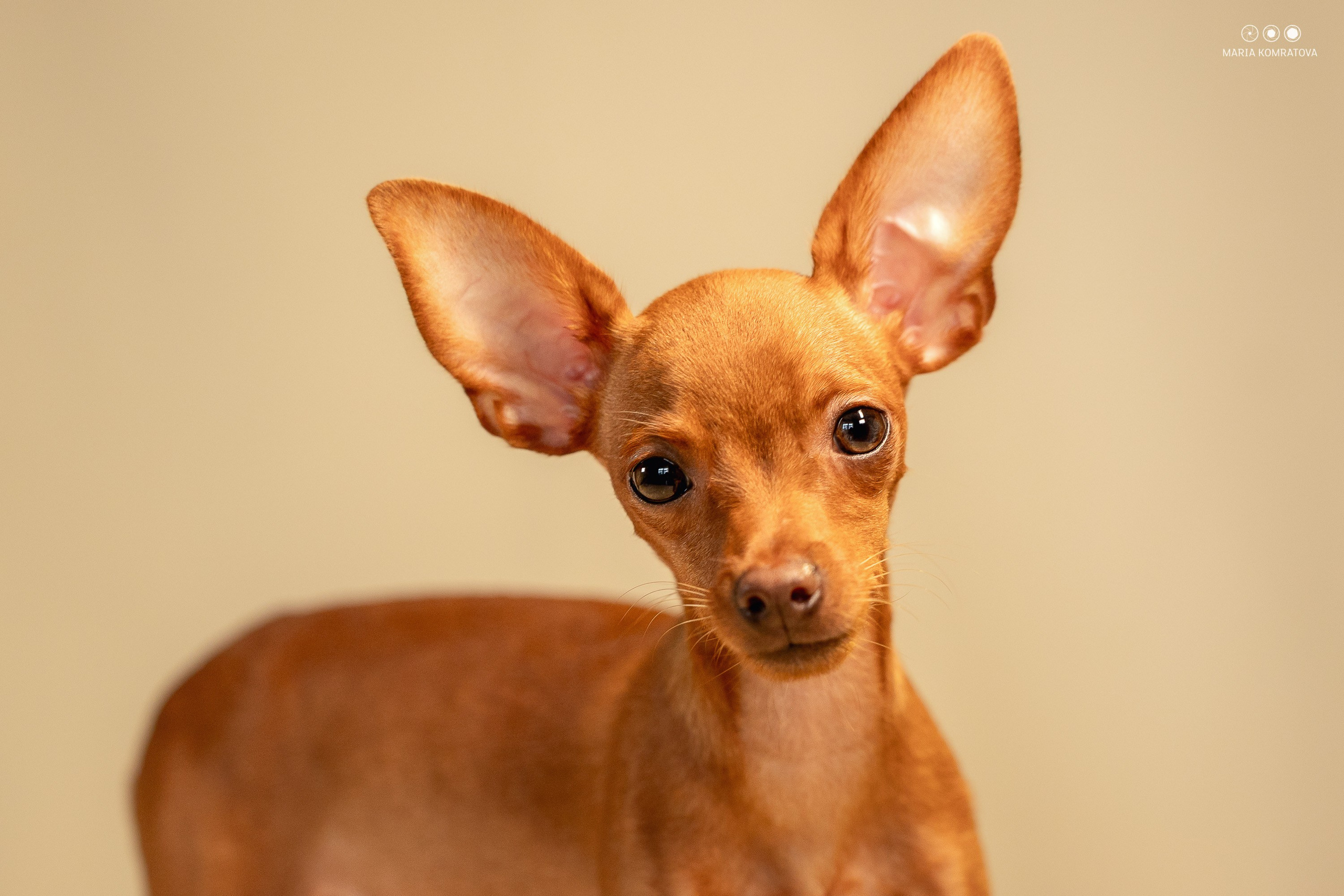 фотограф анималист