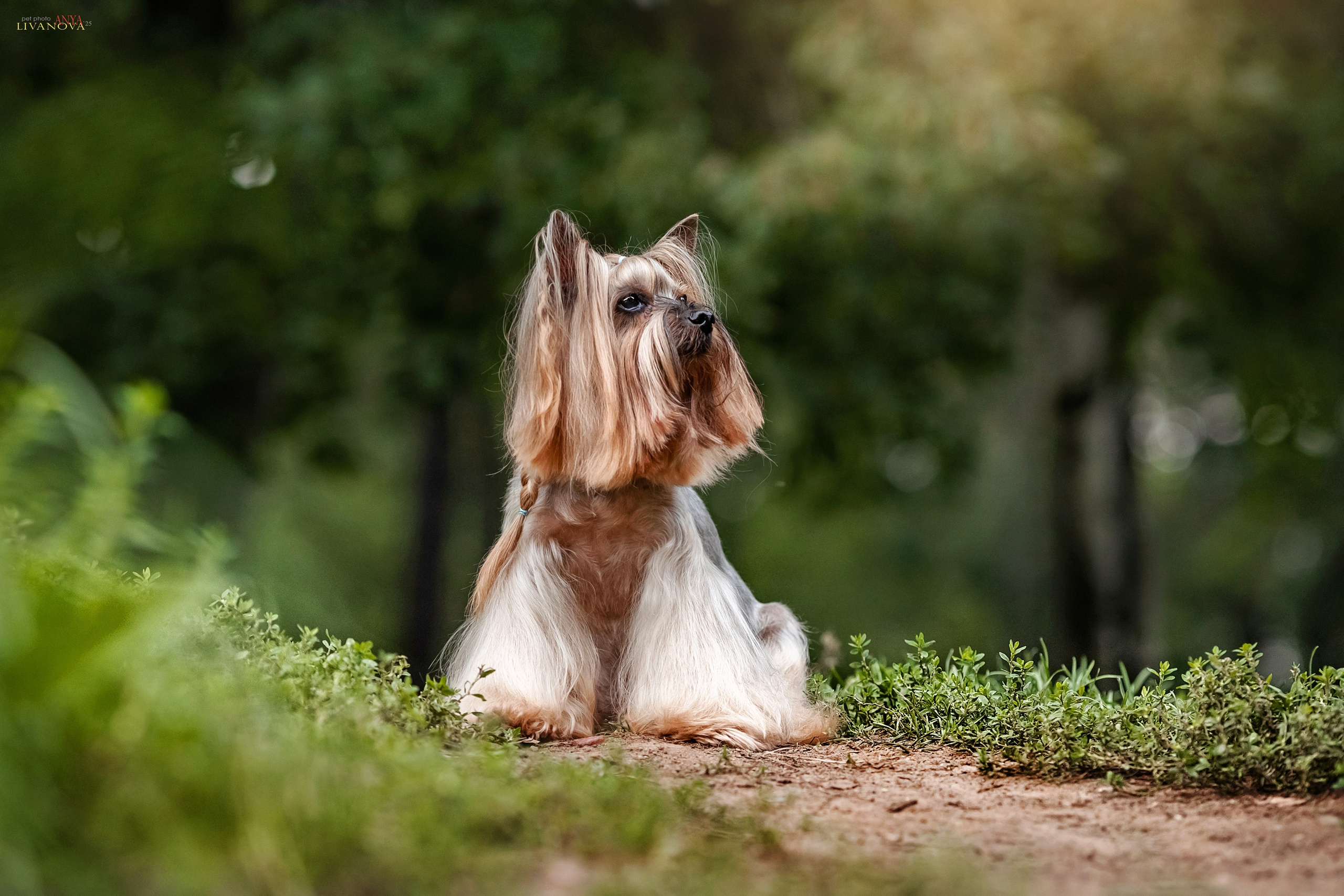 Катя + Астин и Олаф. Фотограф анималист Аня Ливанова | Рыбинск
