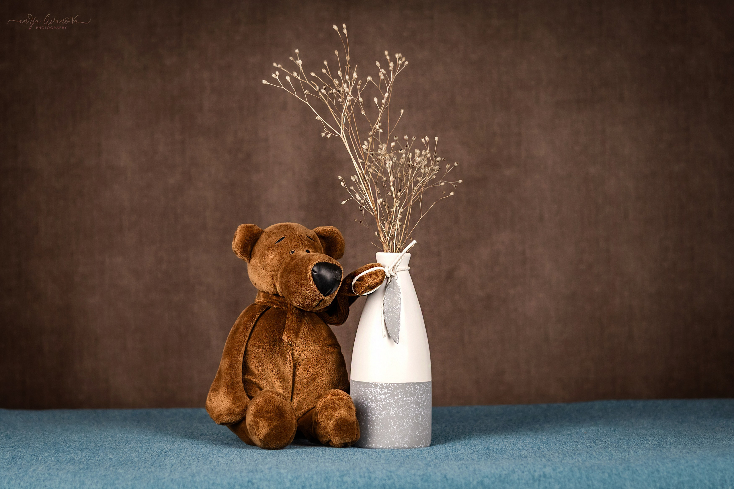 Коричневый фон. Фотограф анималист Аня Ливанова | Рыбинск