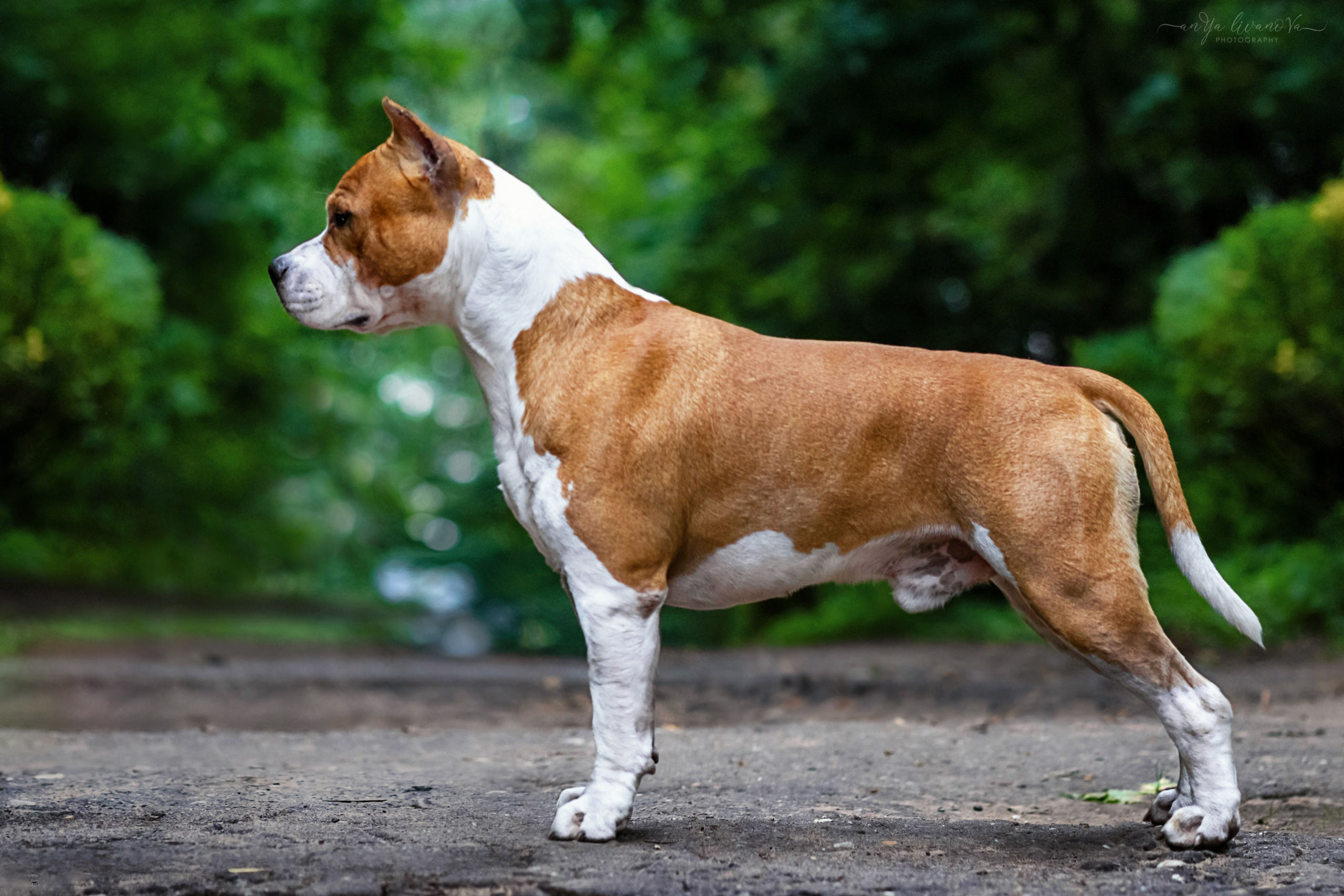 Винт и Дея. Фотограф анималист Аня Ливанова | Рыбинск