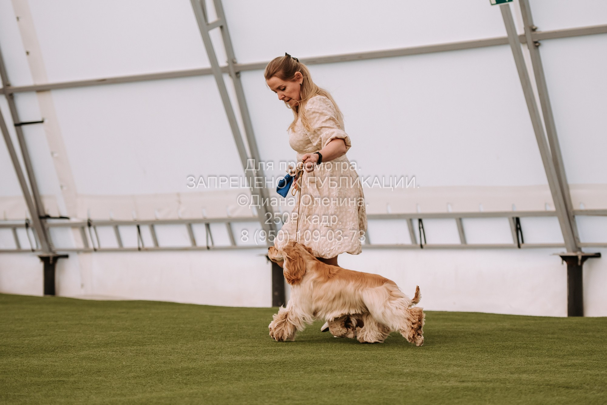 Выставка собак Красноярск 2.06. Фотограф Диана Оленина Красноярск / Братск