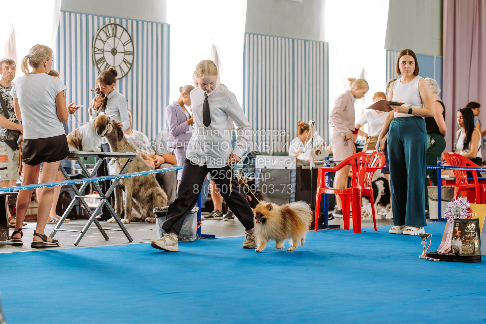 Национальная выставка собак всех пород ранга САС-IKU «Кубок Красноярск. Фотограф Диана Оленина Красноярск / Братск