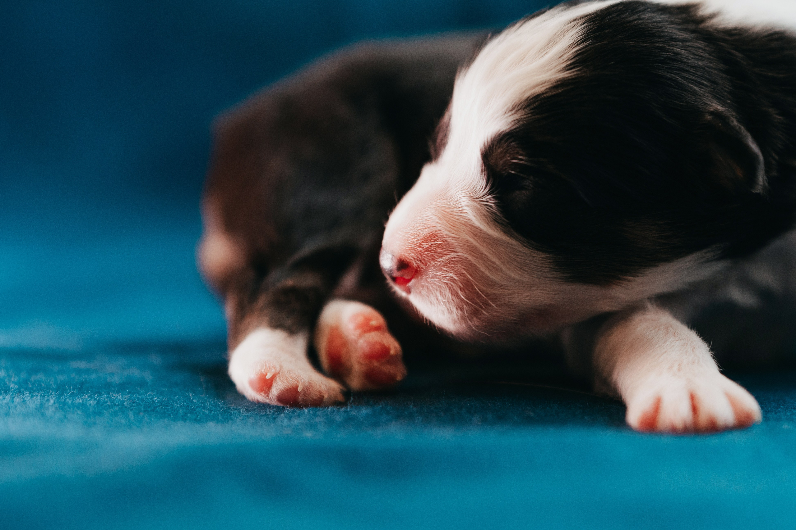 Аусси. Фотограф анималист Осипчикова Мария