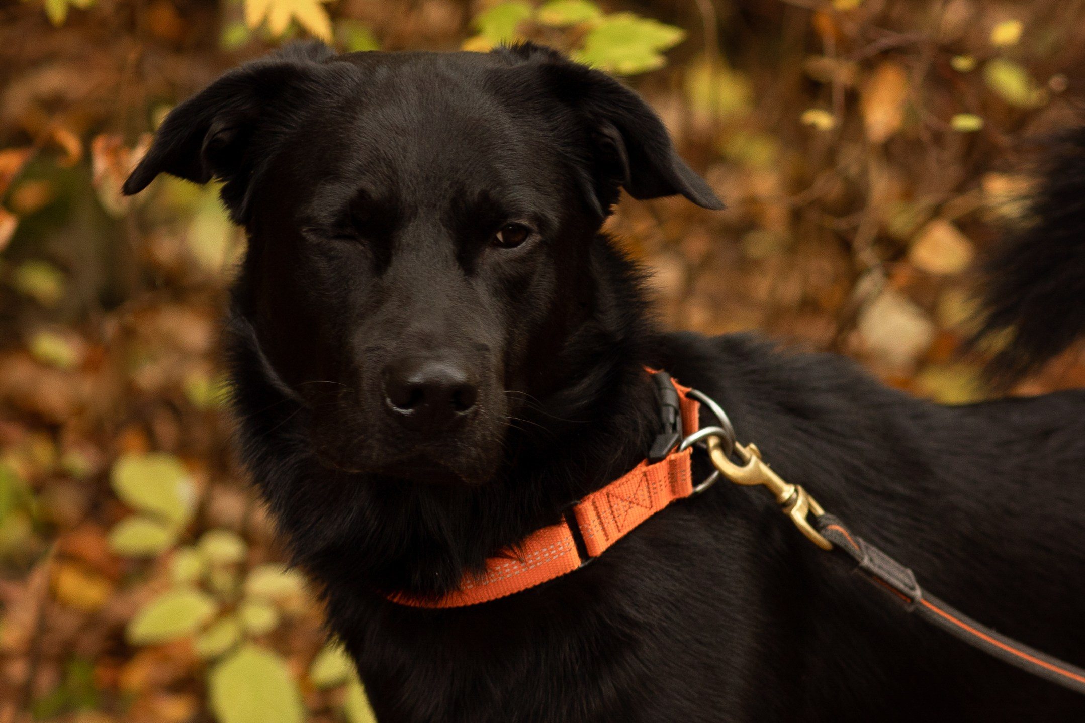 Анастасия и Балу. Фотограф — Анималист Наталья Тямушева