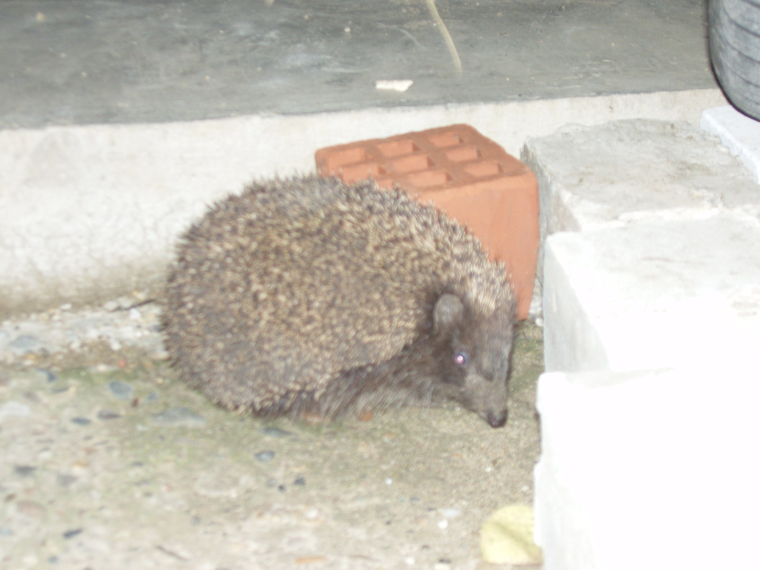 Отпуск 12.06-18.08. Семейный, Свадебный фотограф СПБ Питер— Романова Екатерина