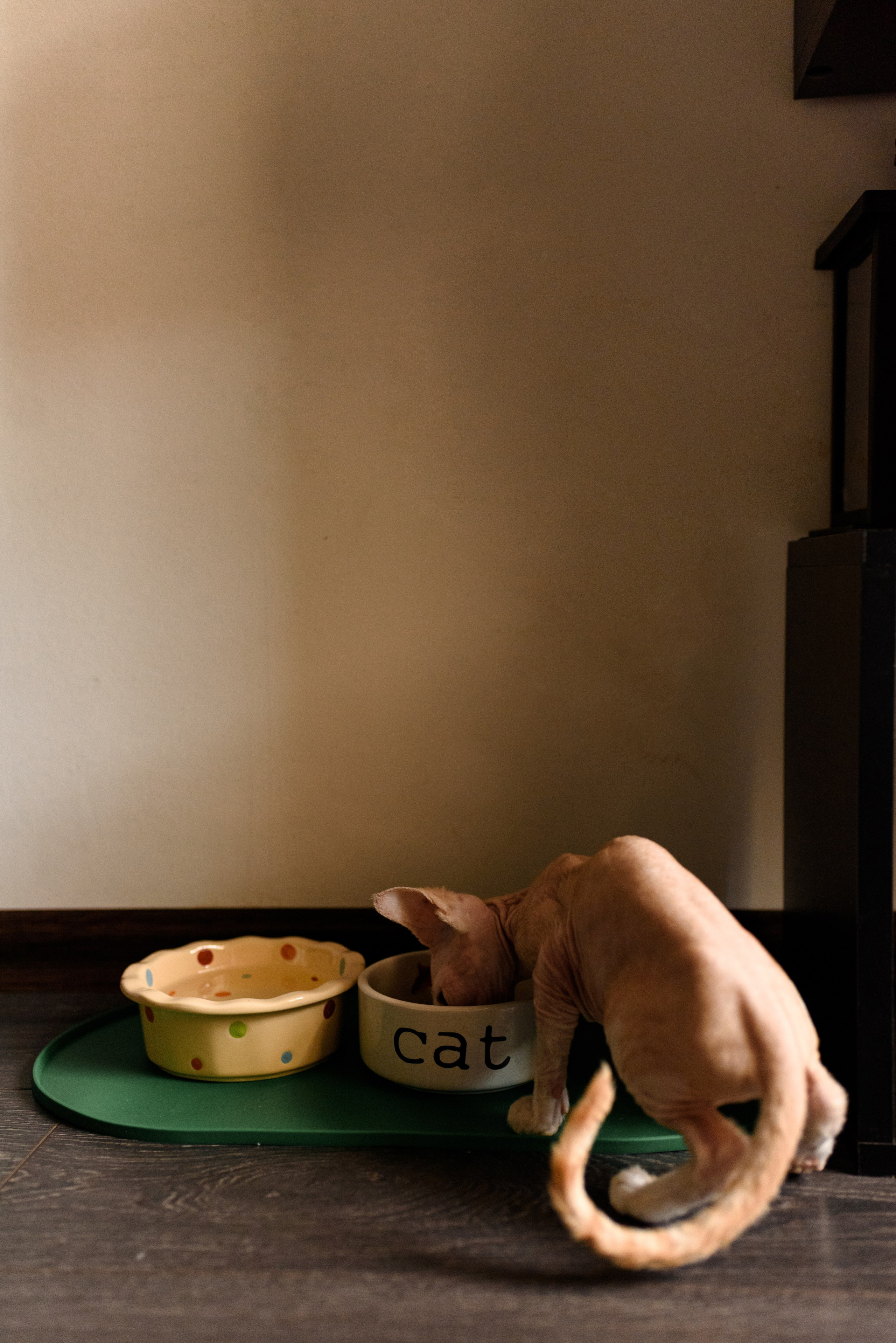 Kseniya & Damir. Семейный, Свадебный фотограф СПБ Питер— Романова Екатерина