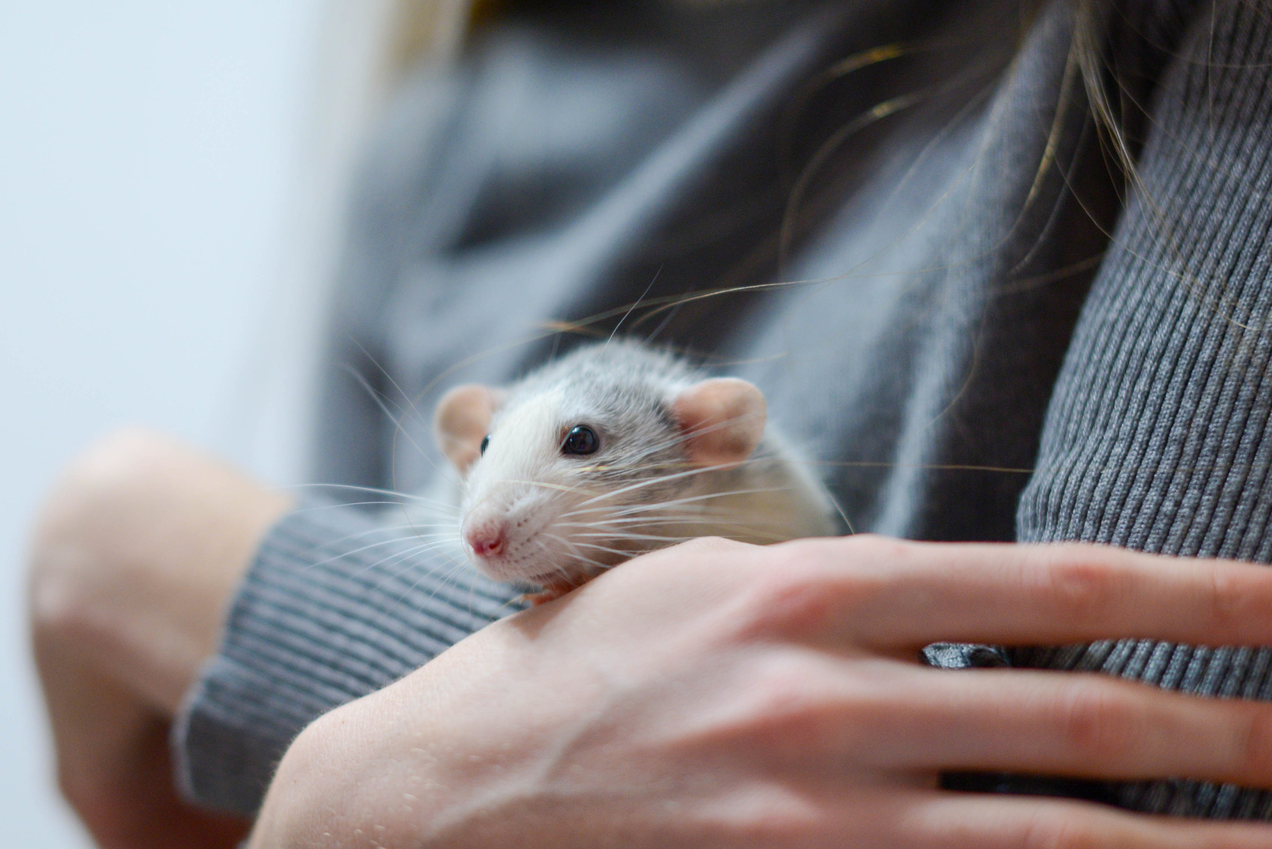 Новый год. Семейный, Свадебный фотограф СПБ Питер— Романова Екатерина