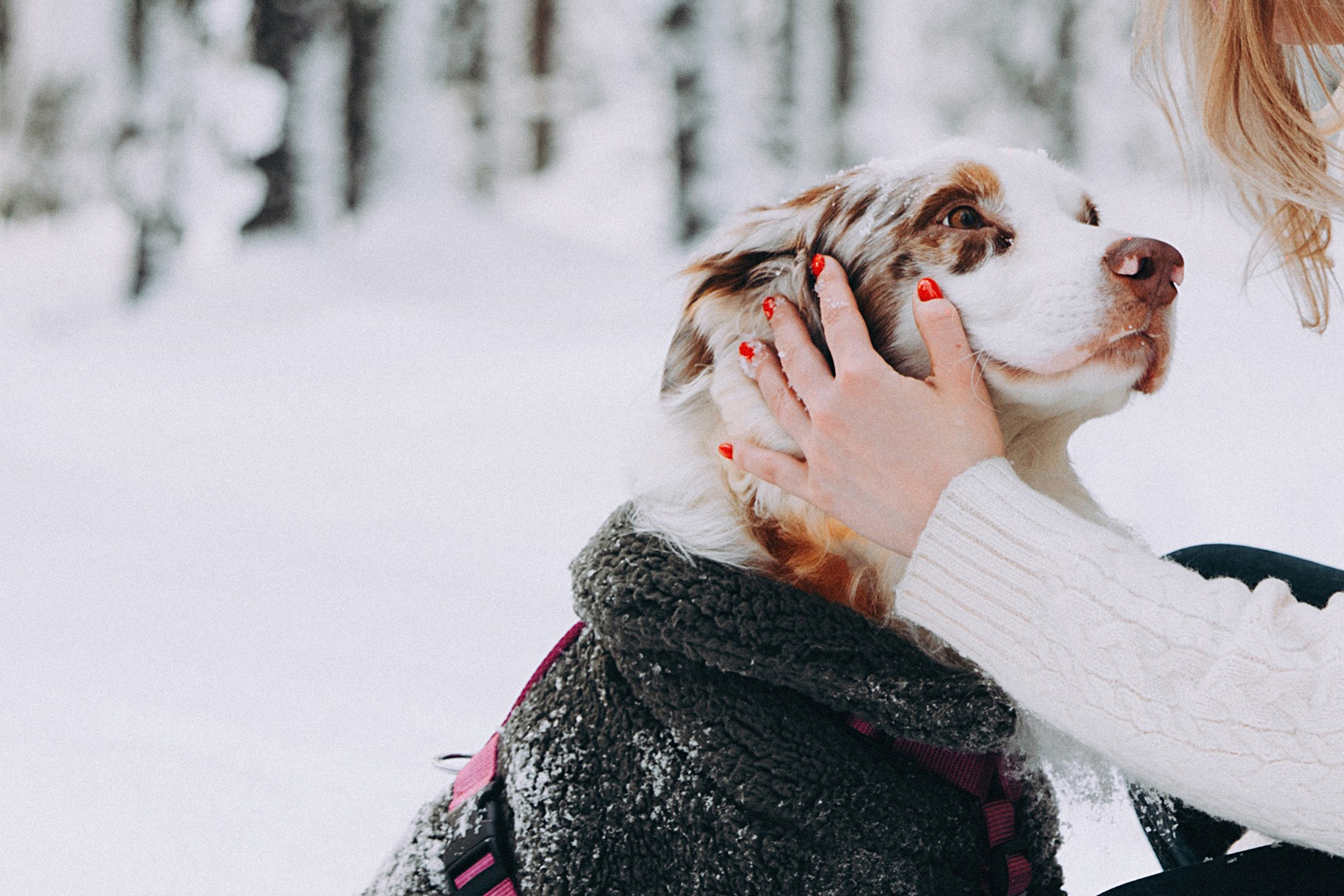 Хвостики. Главная