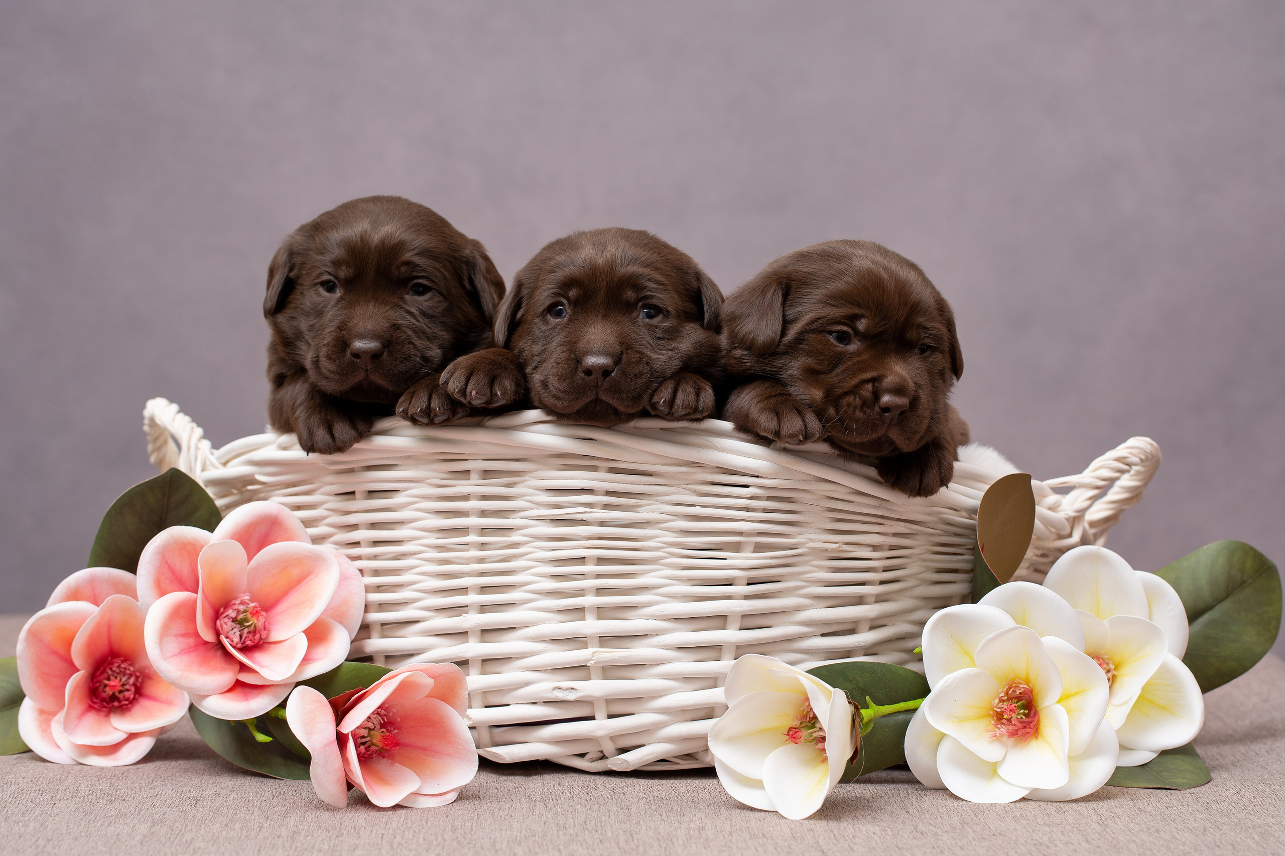 Фотограф анималист в Санкт-Петербурге Ирина Ковалева