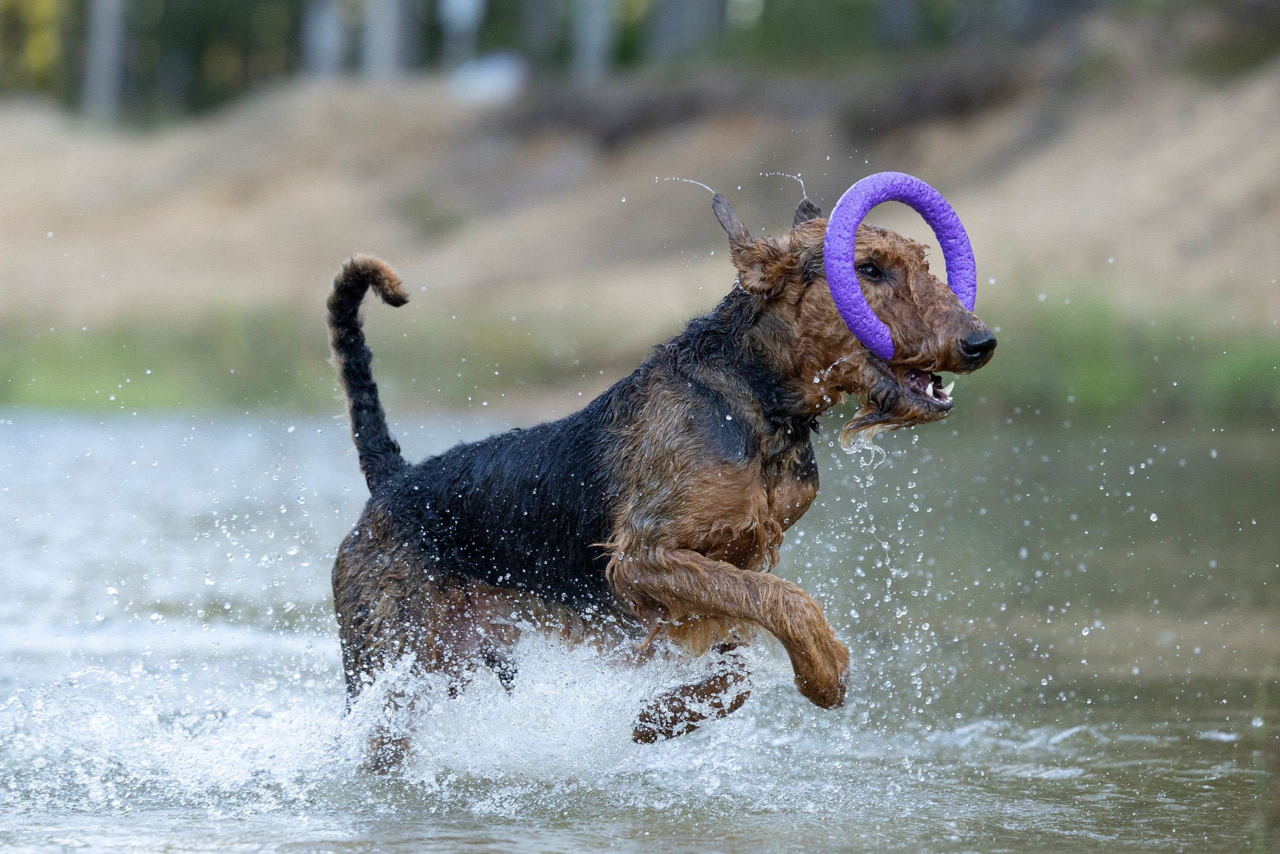 Харди. Фотограф-анималист Анна Маринич