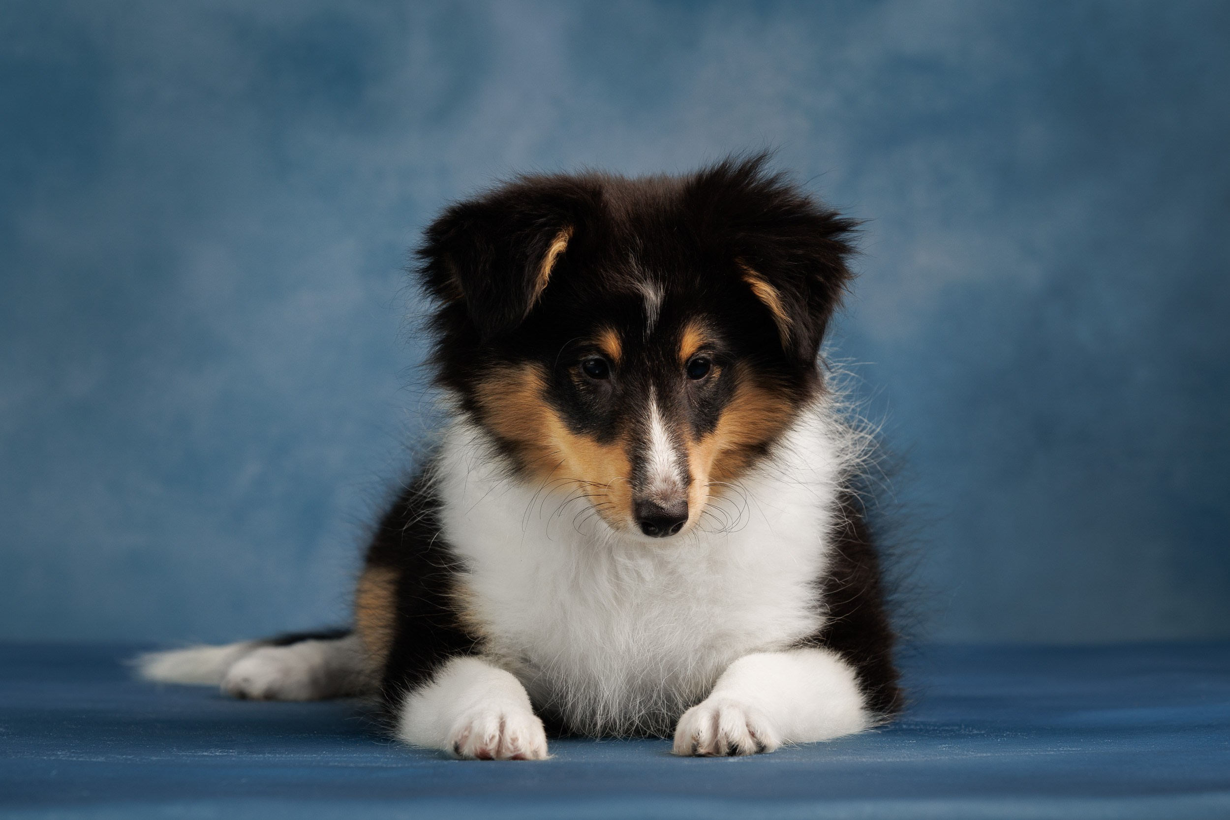Шелтята Пушкино. Фотограф-анималист в Москве и Московской области Татьяна Фролова