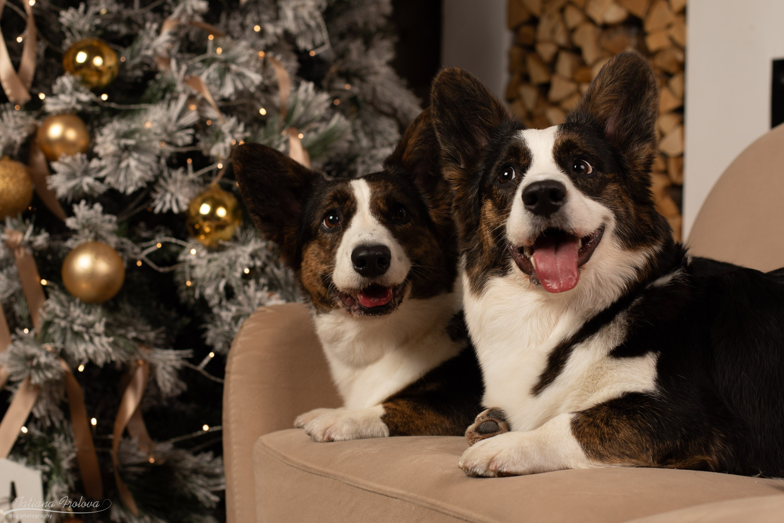 Фотосессия с собаками на новогоднюю тему в студии. Фотограф-анималист в Москве и Московской области Татьяна Фролова