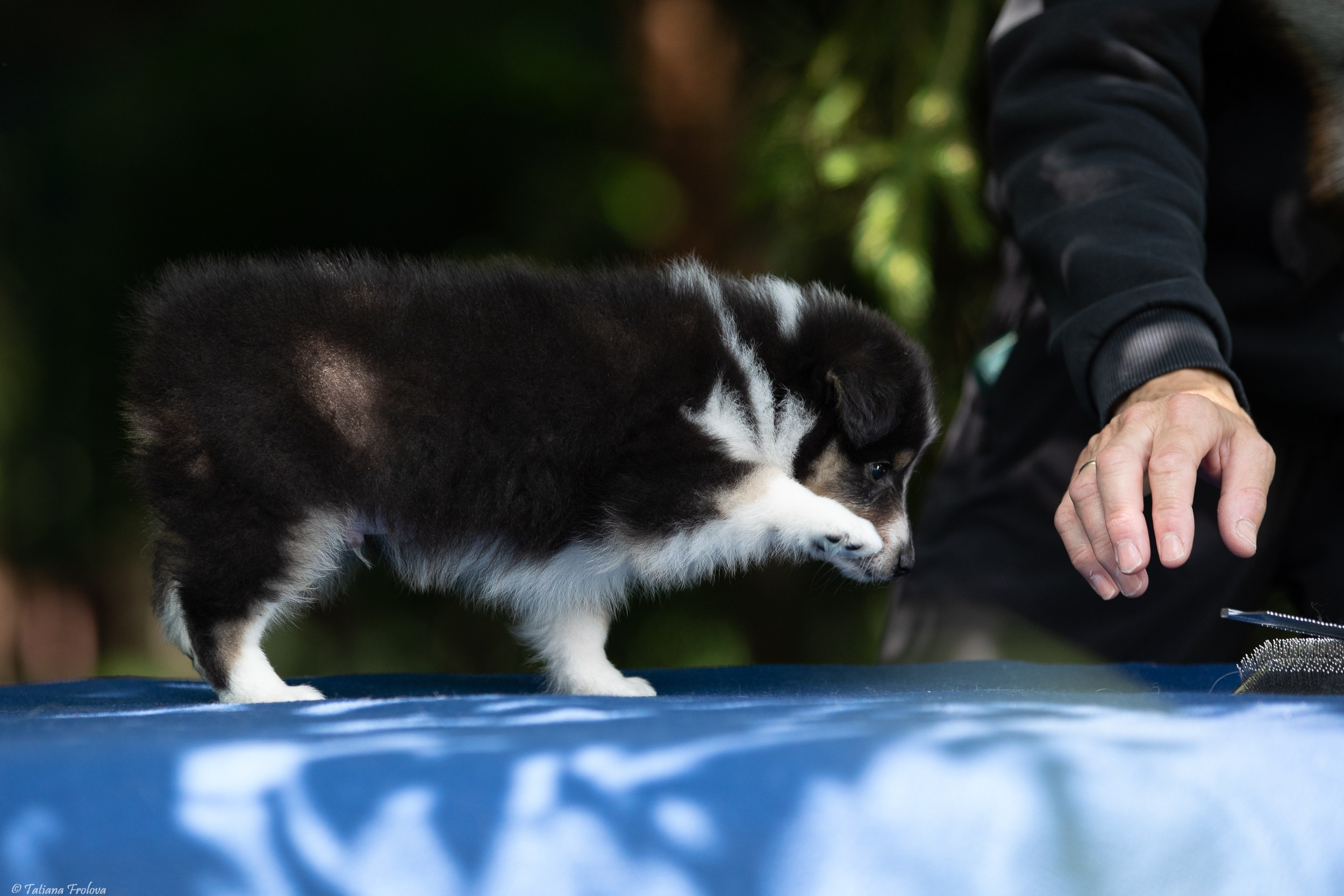 Фото помета щенков для продажи. Фотограф-анималист в Москве и Московской области Татьяна Фролова