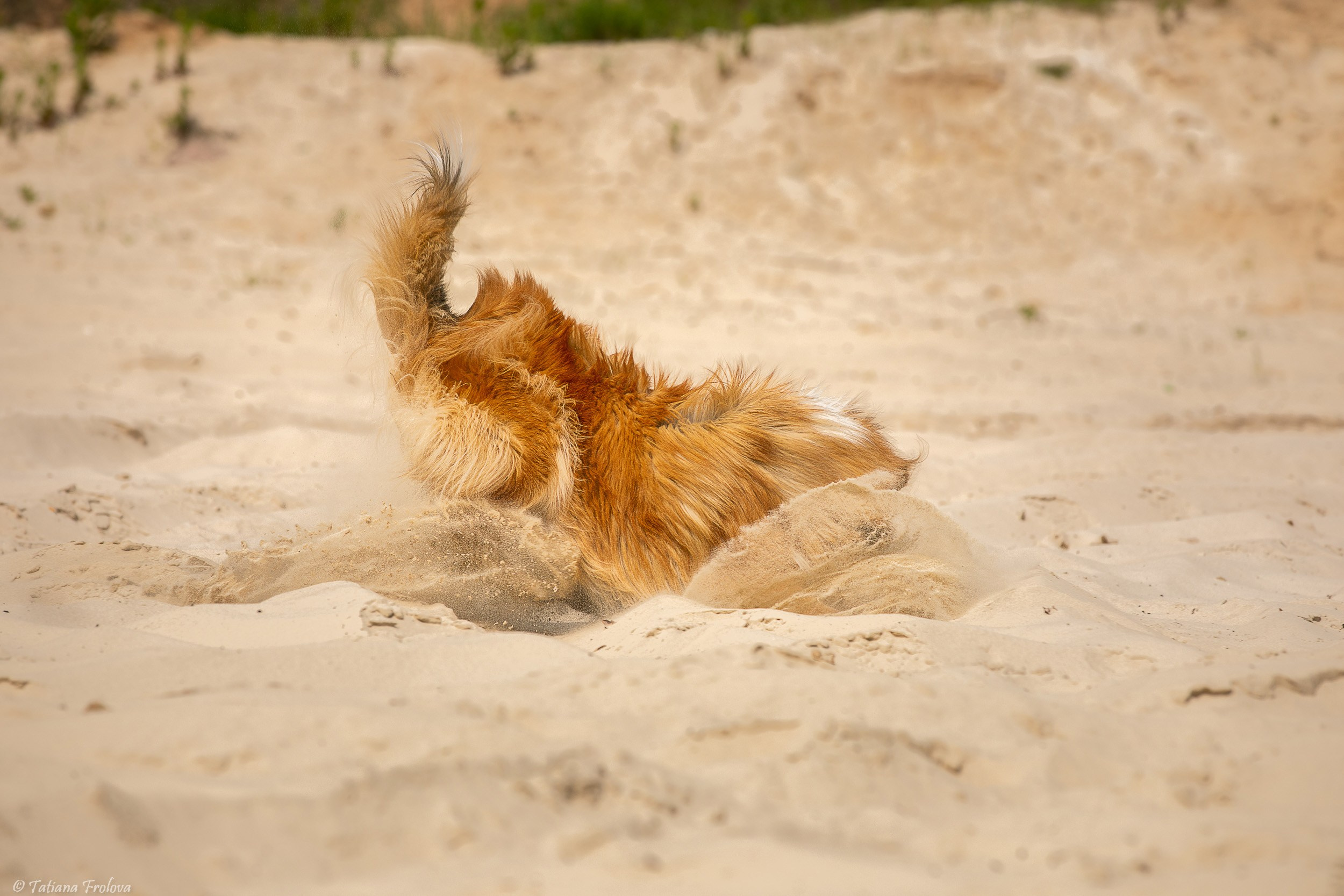 Анималистическая фотосъемка на озере в Лыткарино Московской области. Фотограф-анималист в Москве и Московской области Татьяна Фролова