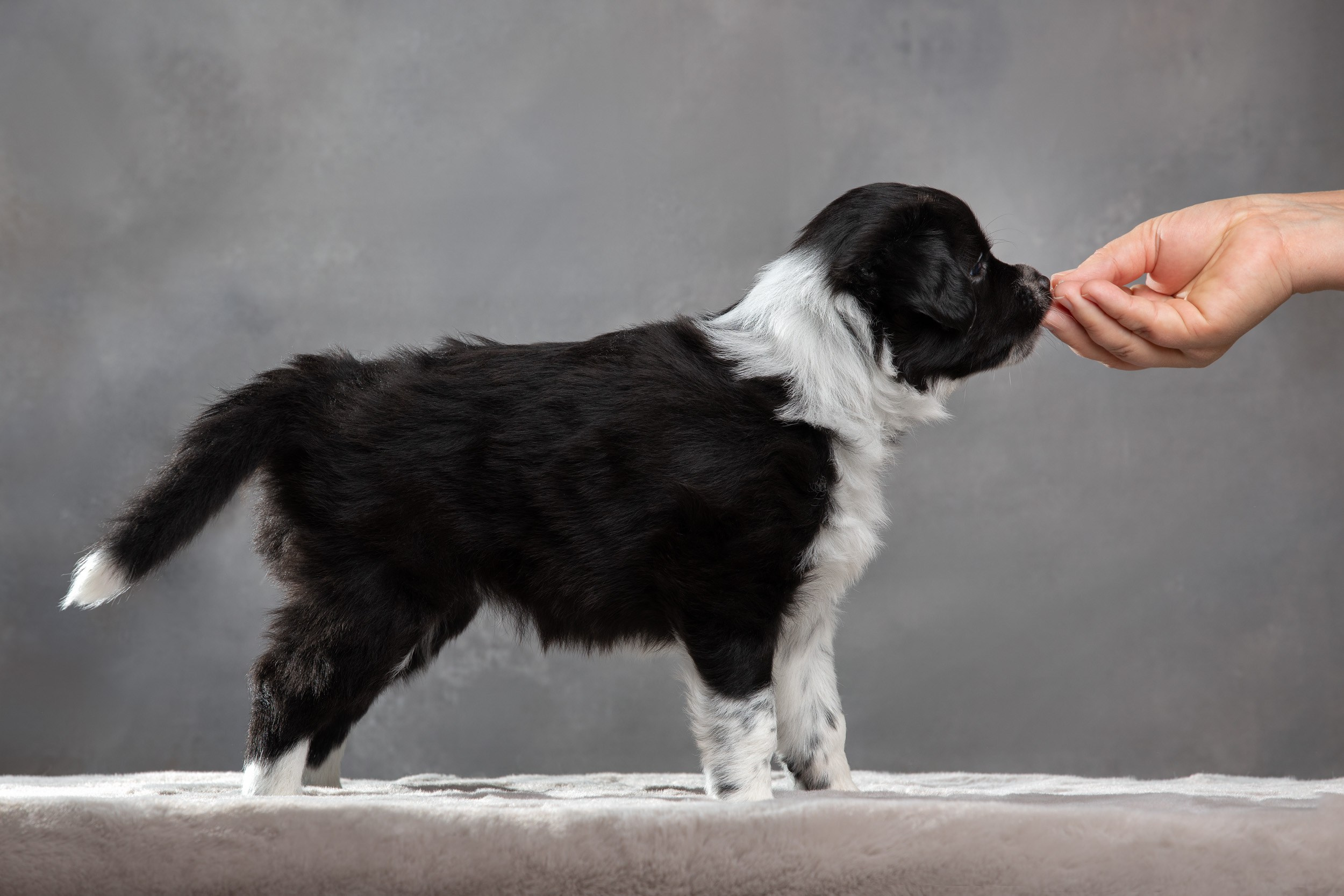 Фотосет помёта щенков для заводчиков. Фотограф-анималист в Москве и Московской области Татьяна Фролова
