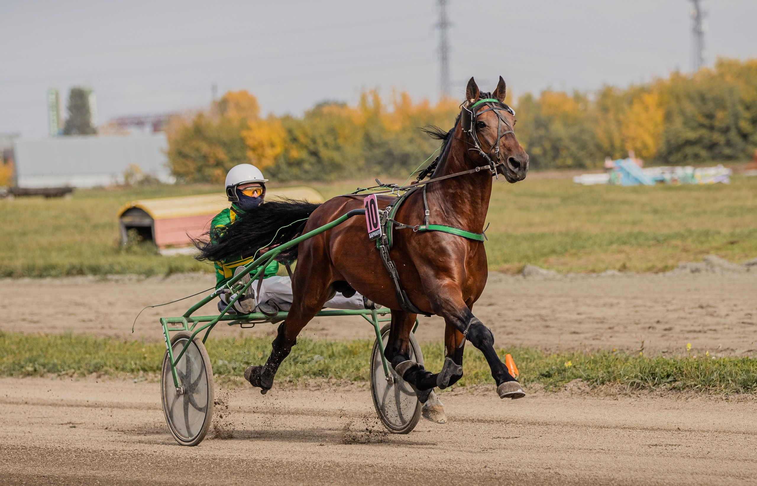Рысистые бега. Главная