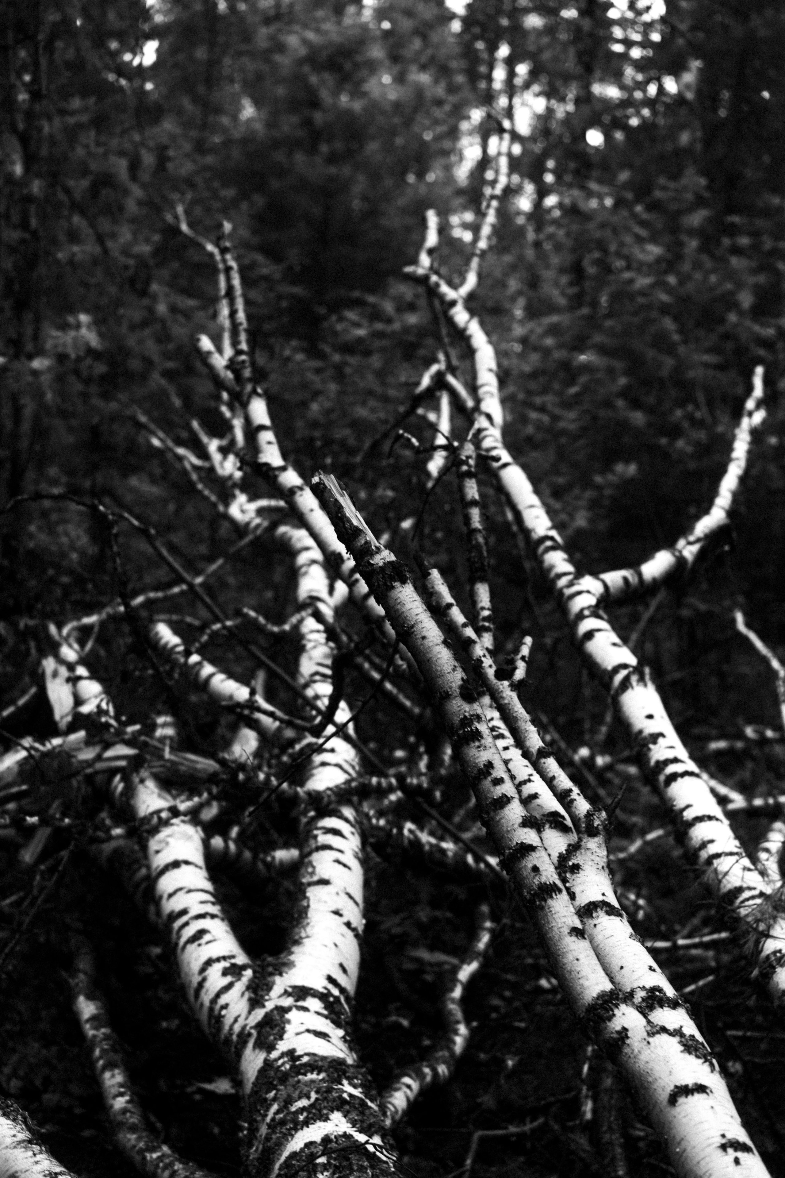 Лес. Veronika Popadeikina Photographer