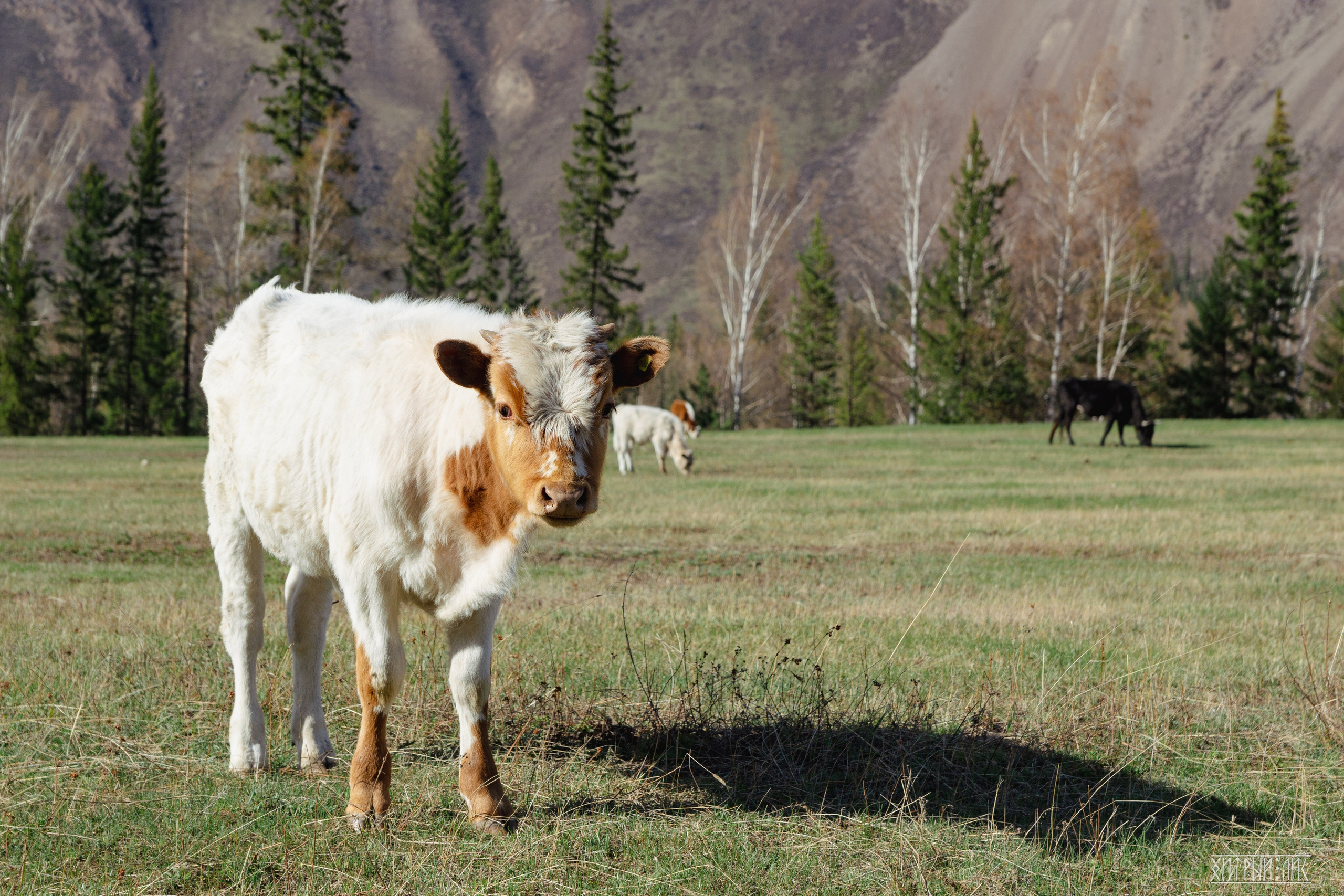 Алтай. Фотограф-путешественник Самойлов Максим «Sly Fox»