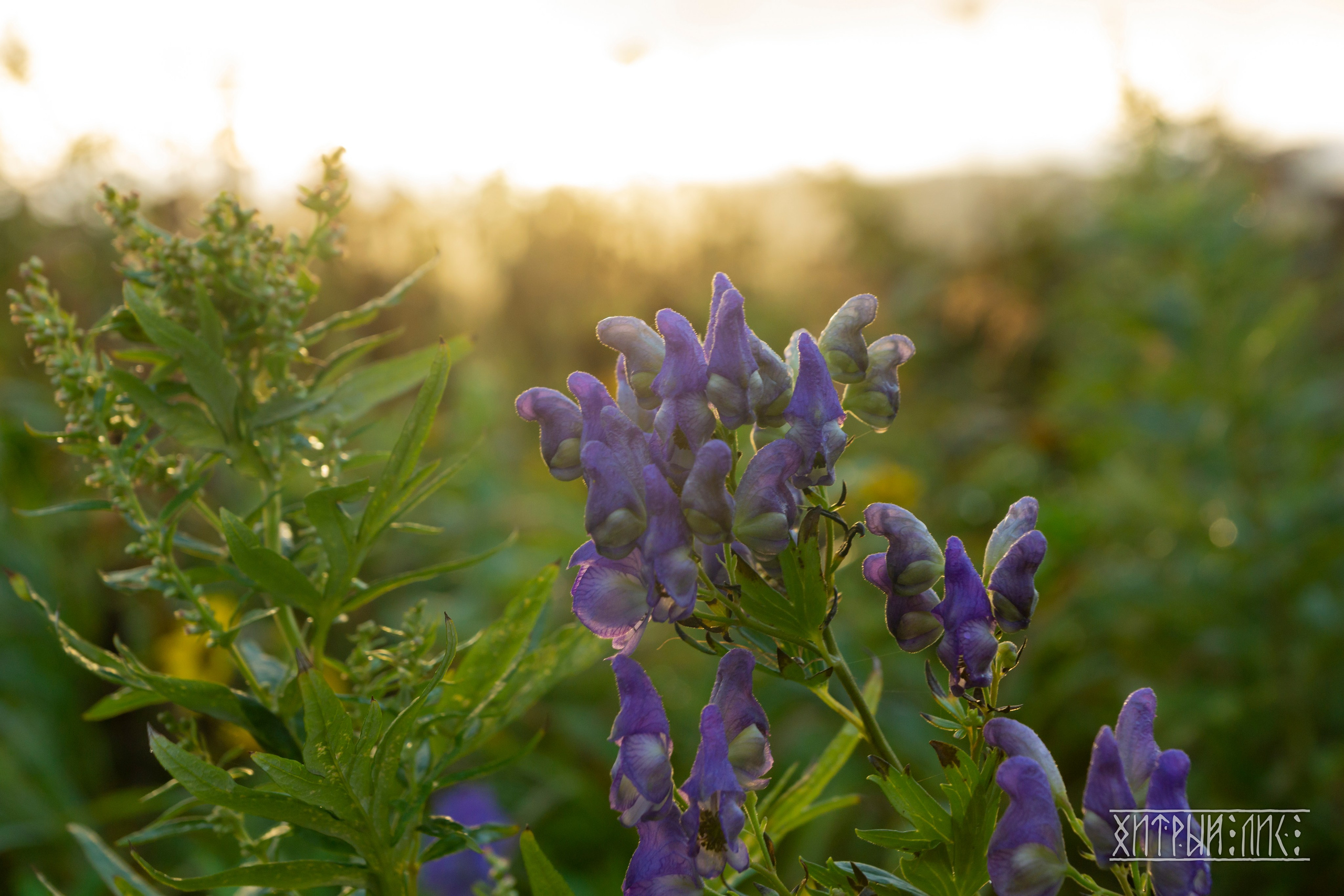 Сахалин. Фотограф-путешественник Самойлов Максим «Sly Fox»