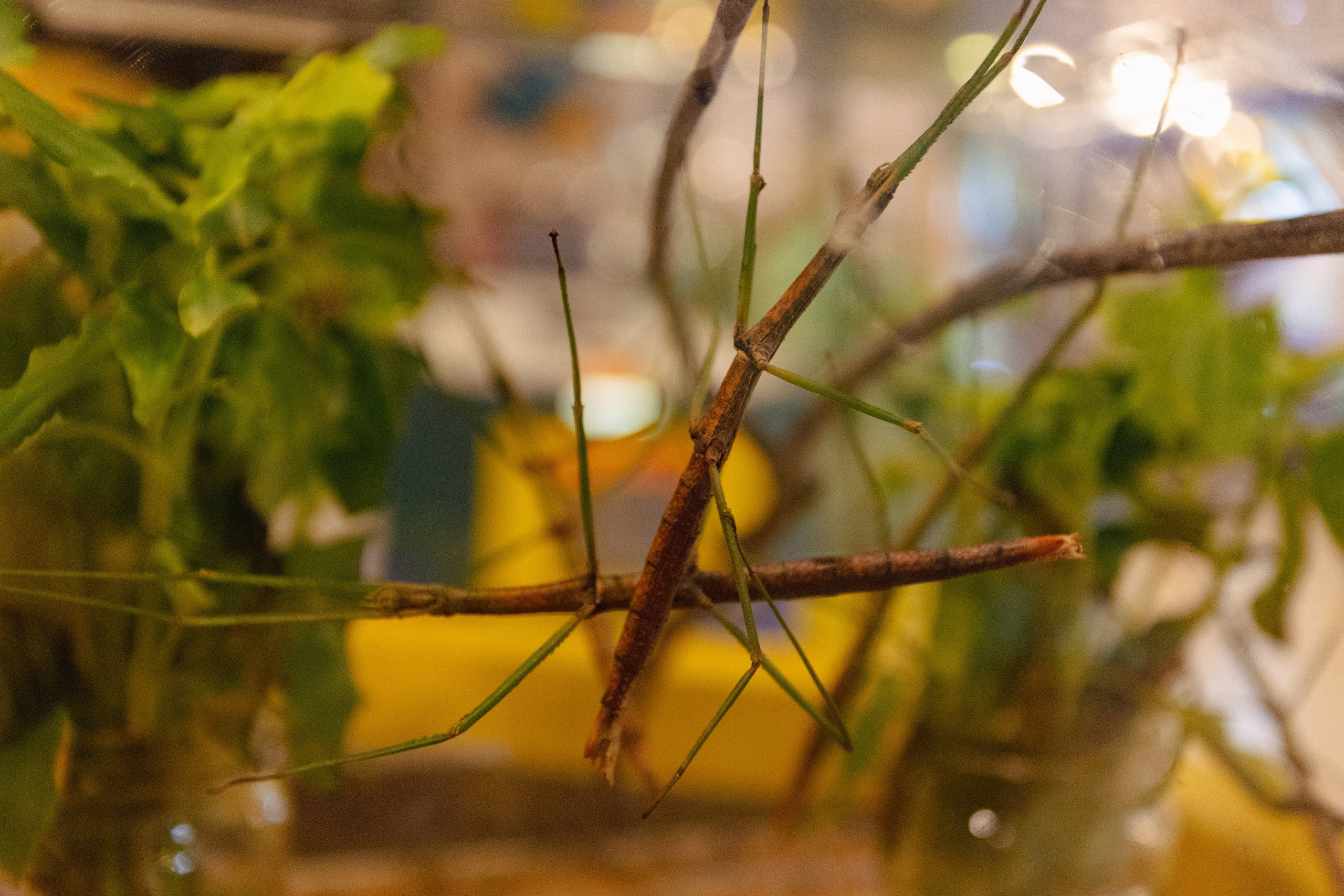 Bangkok Planetarium. Photographer Sonkina Tatiana (Tanya Ash)