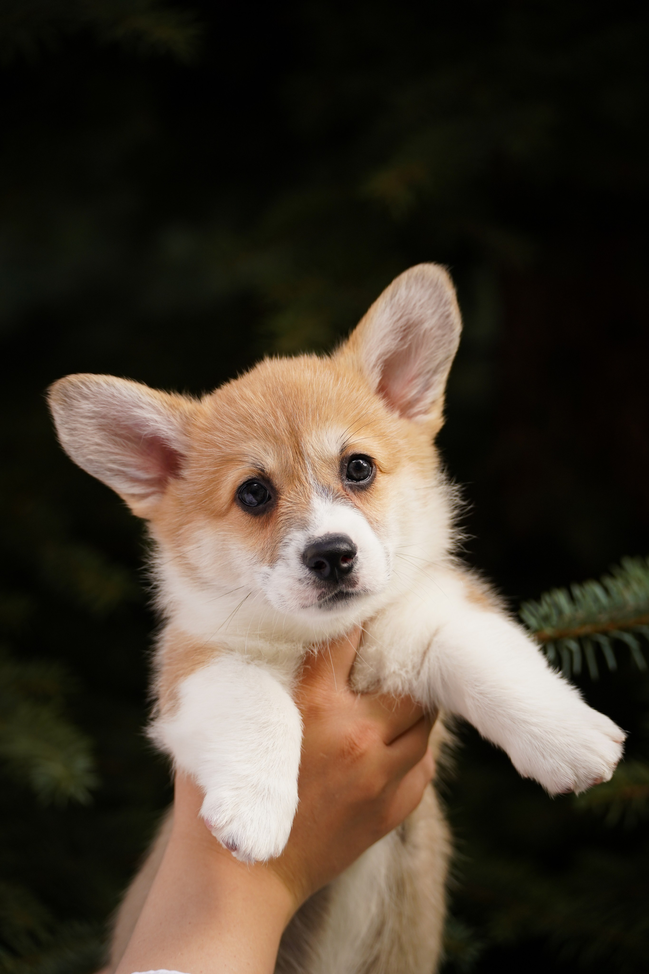 Корги. Фотограф-анималист Анастасия Большакова