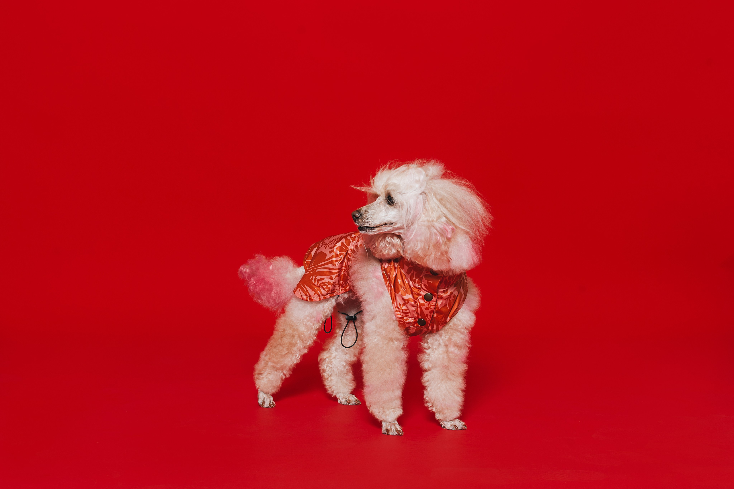 Съемка для бренда TEDDYBOY. Фотограф-анималист Татьяна Степанова