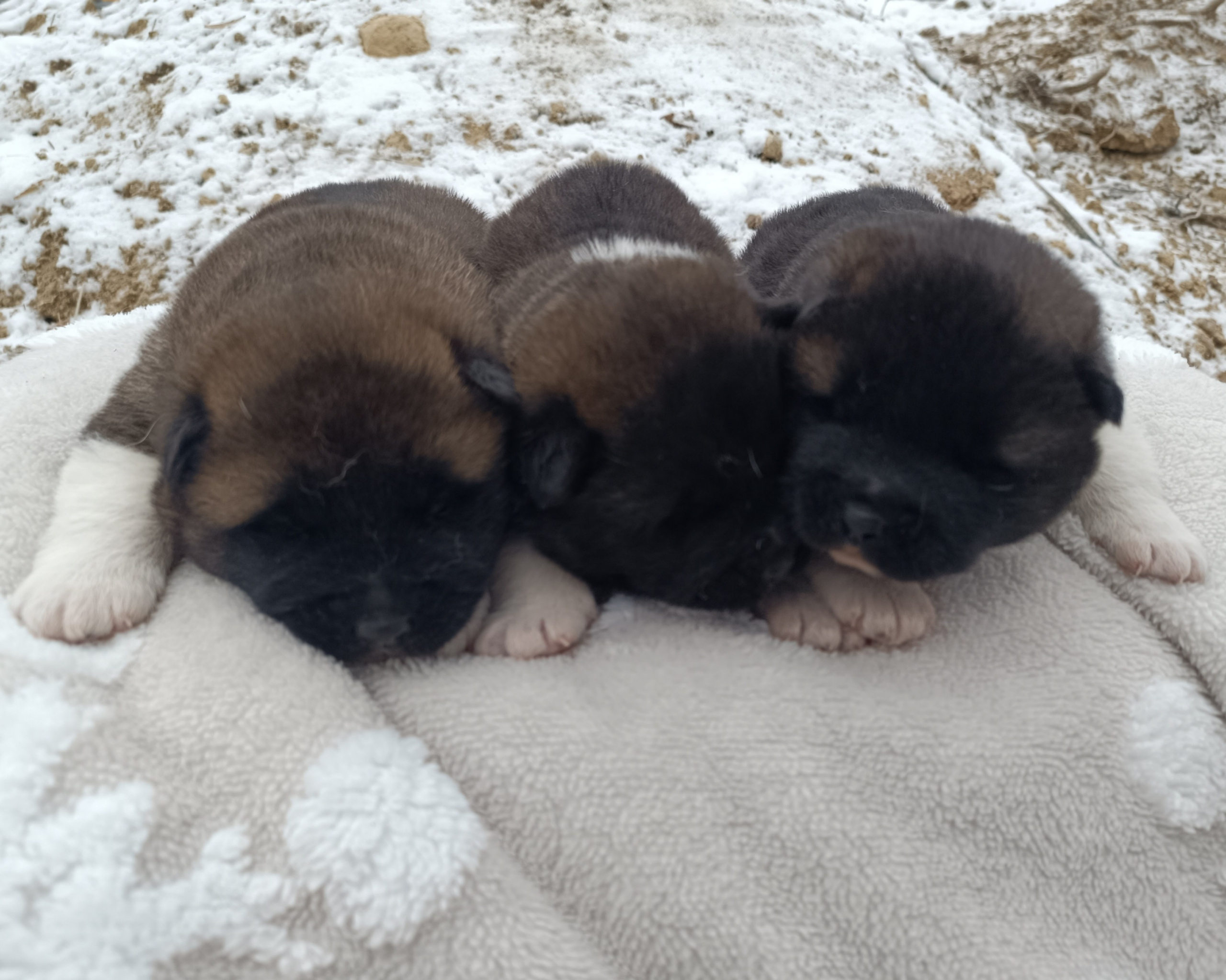 Американская акита  щенки питомник Санкт-Петербург клубные щенки Американская акита питомник RUBYLIGHT Рубилайт купить щенка американской акиты