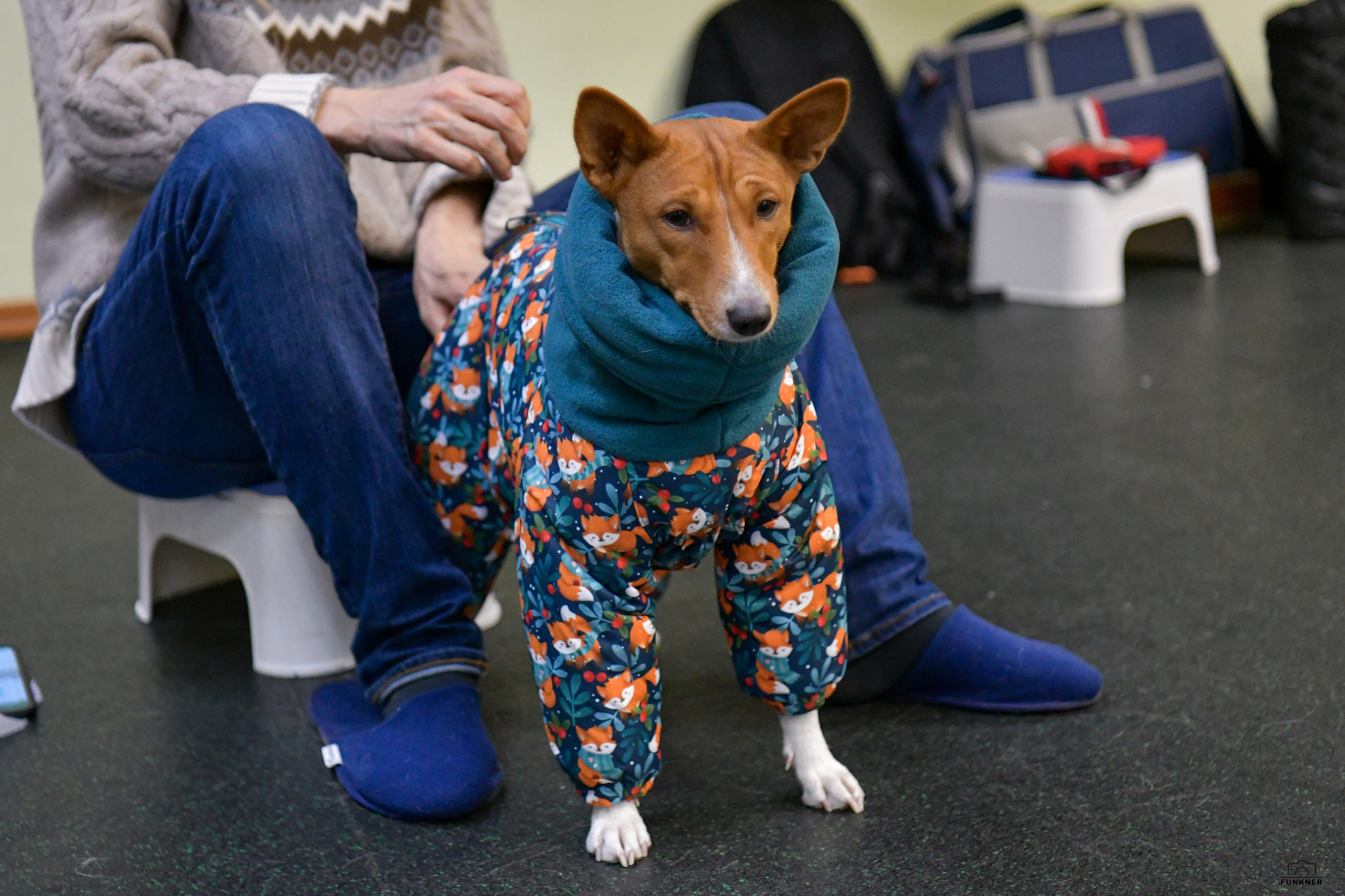 Кинологический клуб «Бодрый хвост». Свой взгляд через объектив