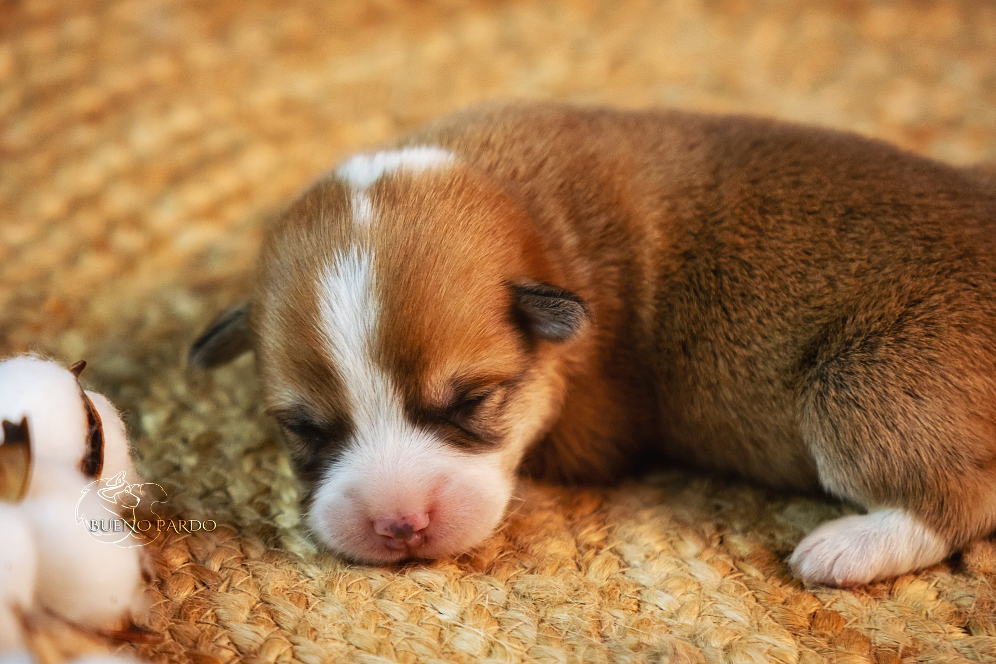 Щенки вельш корги пемброк из питомника. Питомник собак Акита, Хаски, Корги