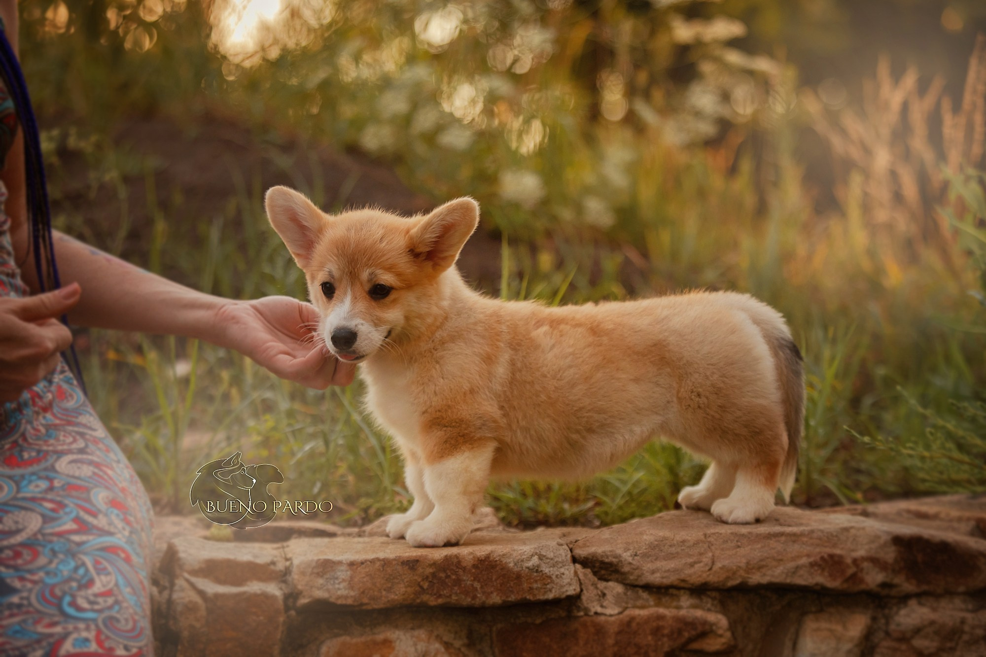 Щенки вельш корги пемброк из питомника. Питомник собак Акита, Хаски, Корги