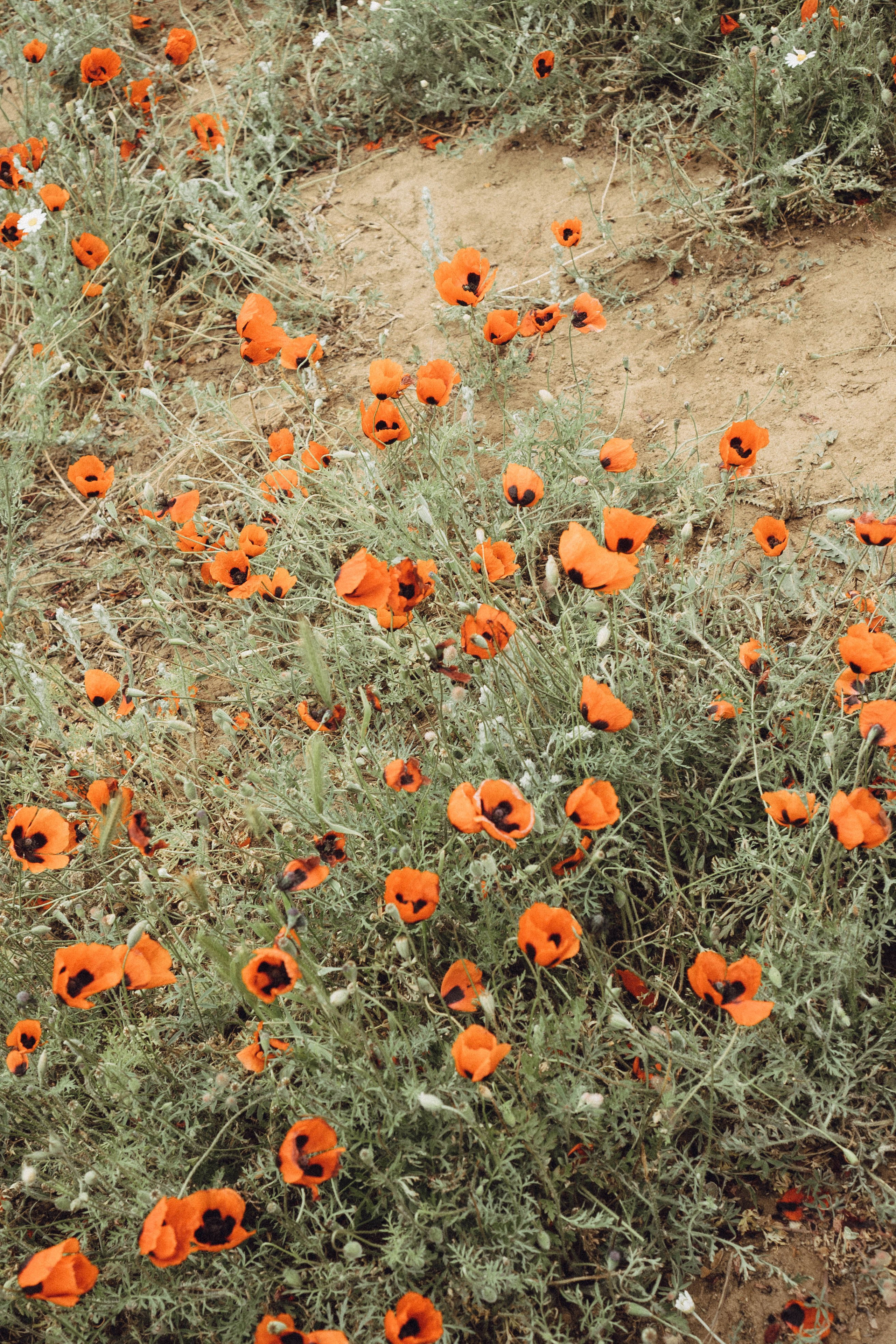 Кавказ. Профессиональный фотограф, Санкт-Петербург — Виктория Богомолова