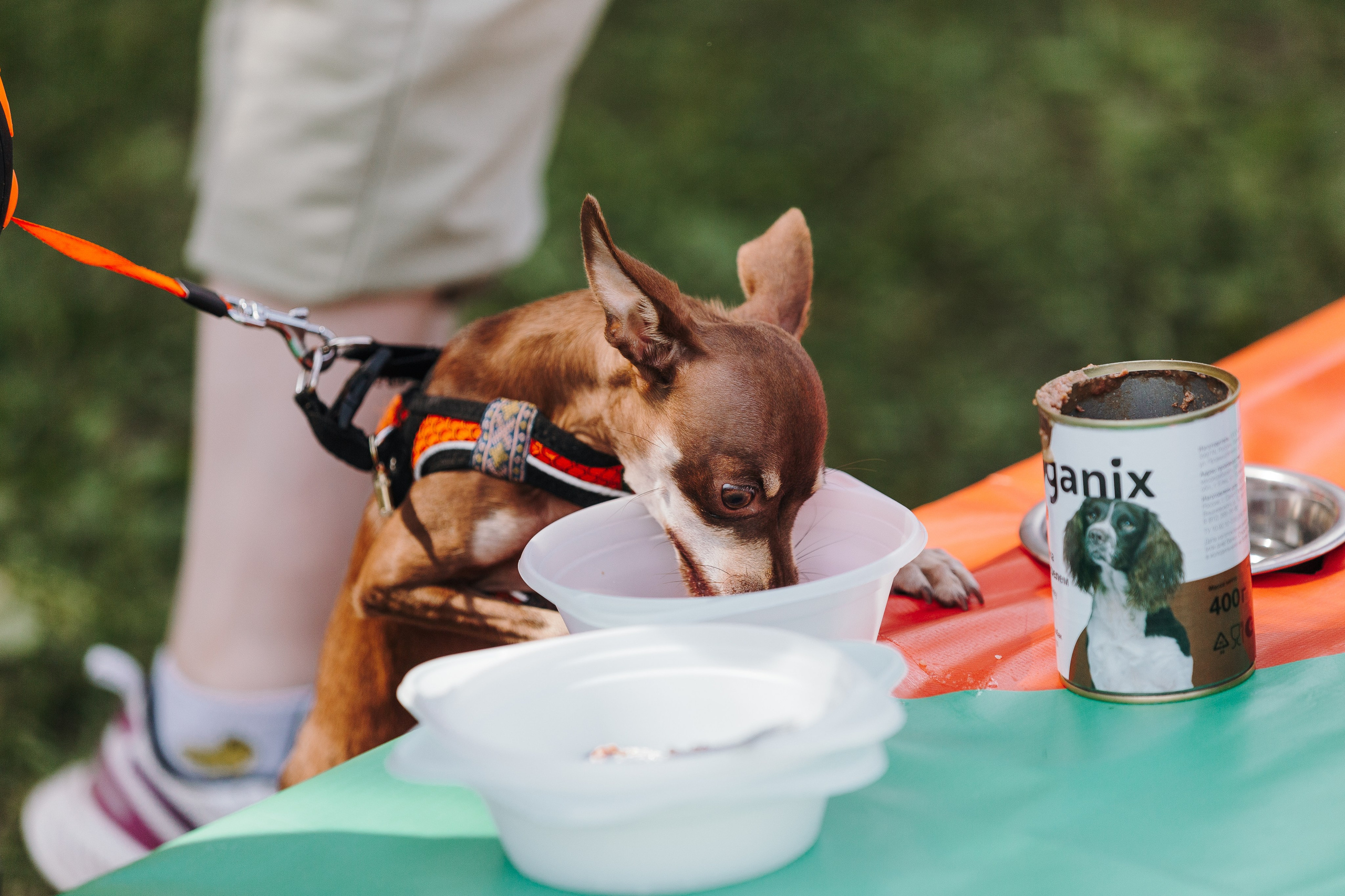 Petshop Sup day. Фотограф анималист Кристина Карпова, Москва