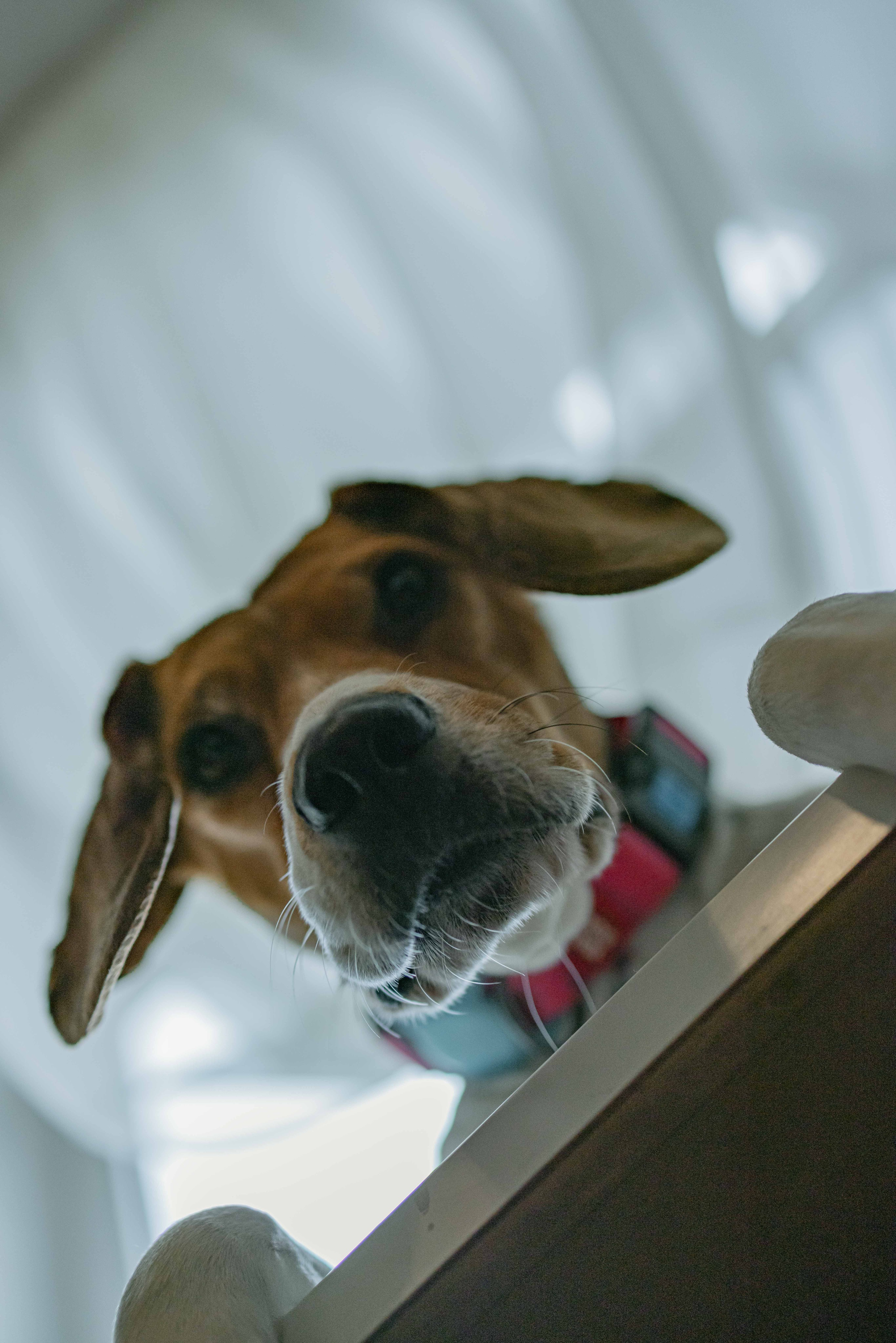 Света и Ива. Фотограф-анималист в Москве Лера Черноног