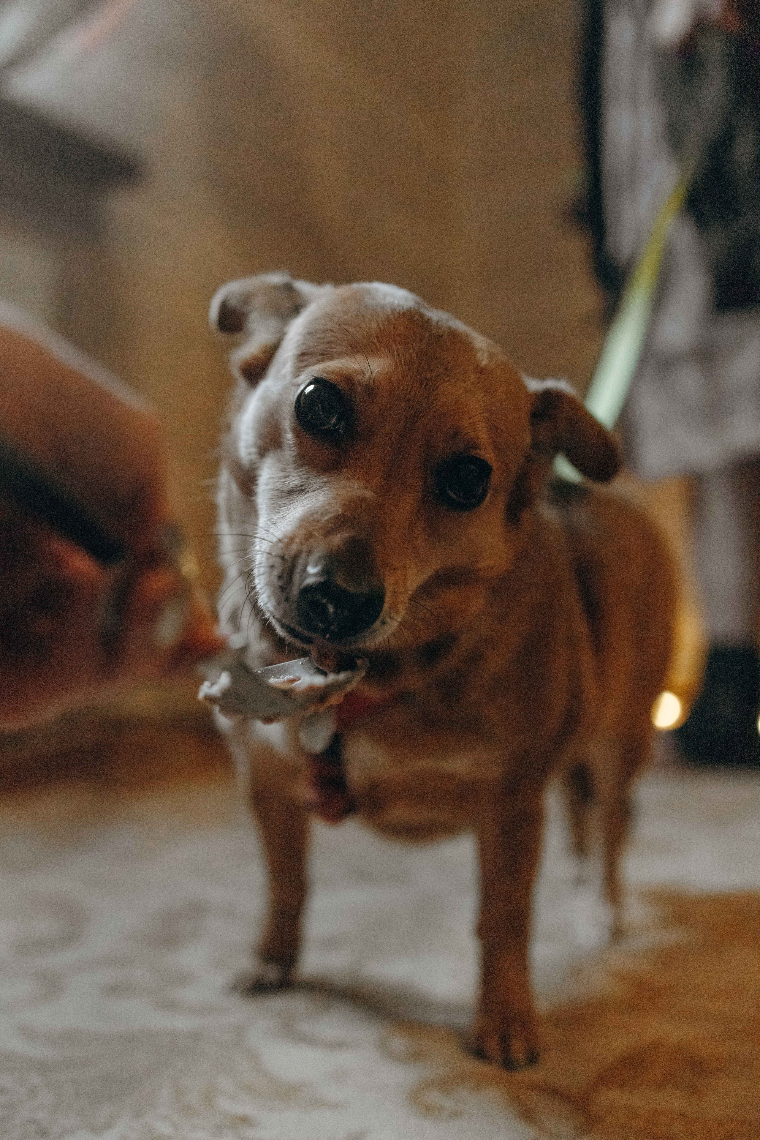 Передержка. Фотограф-анималист в Москве Лера Черноног