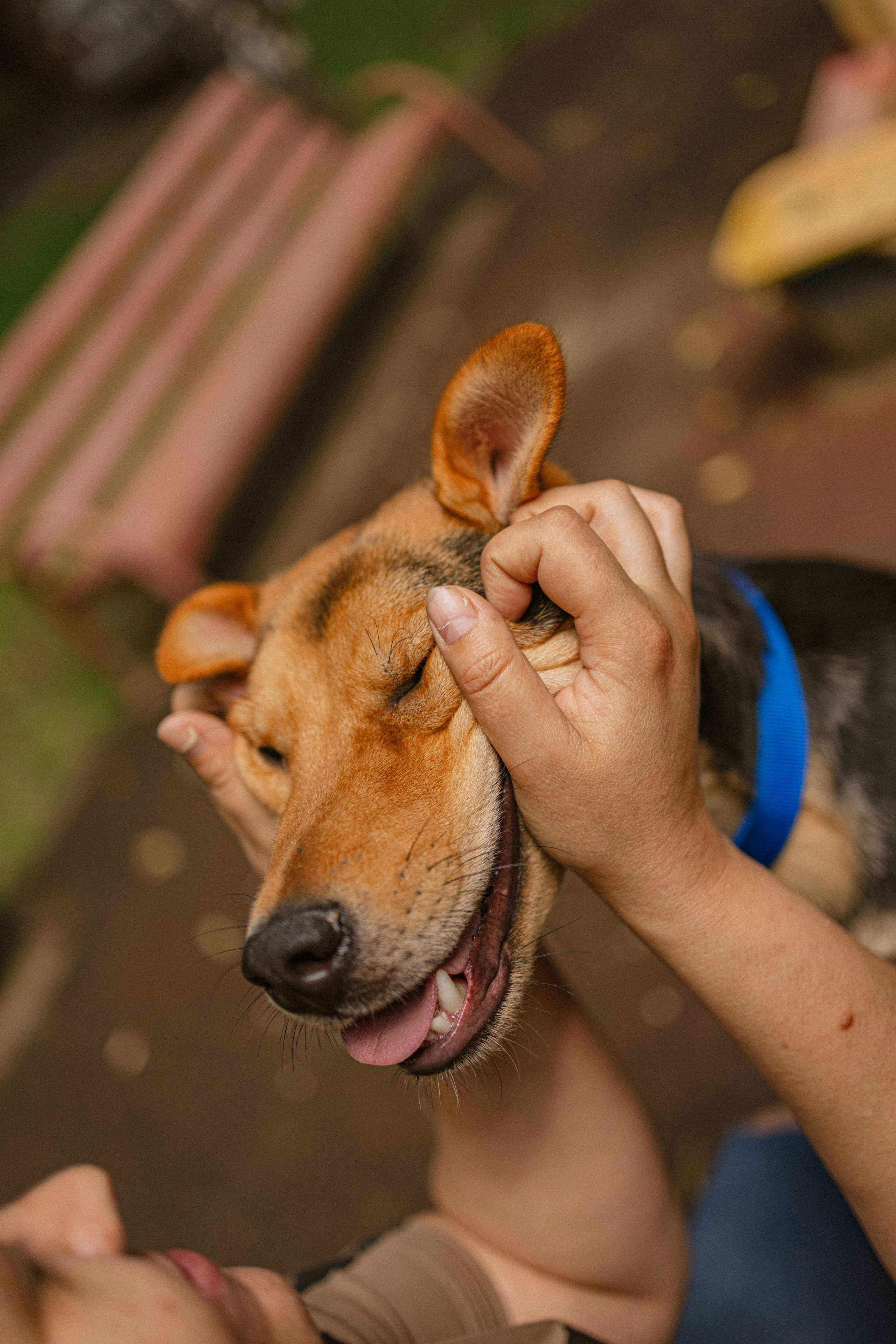 Джеки. Фотограф-анималист в Москве Лера Черноног