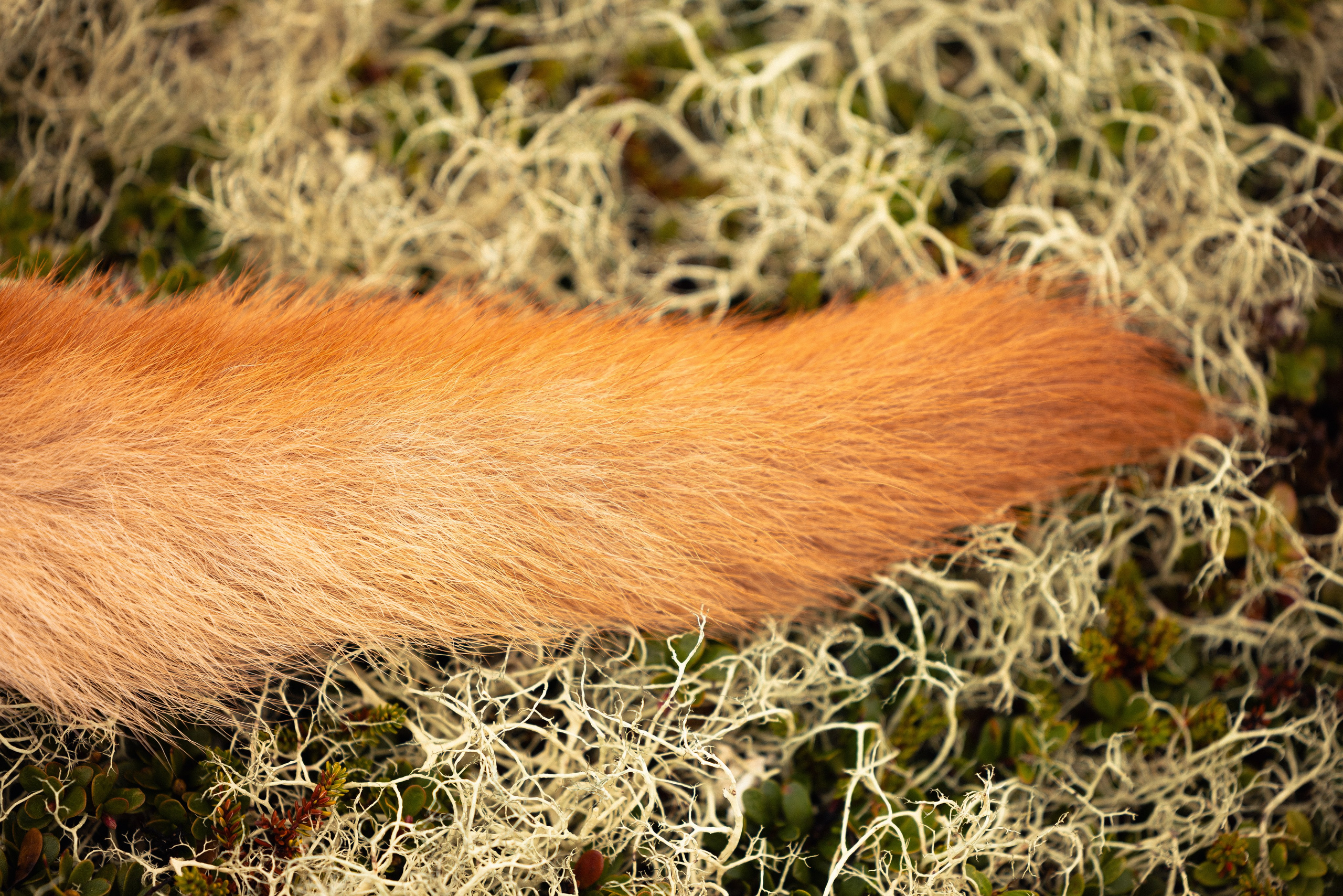 Кольский. Фотограф и видеограф анималист Аганина Дарья