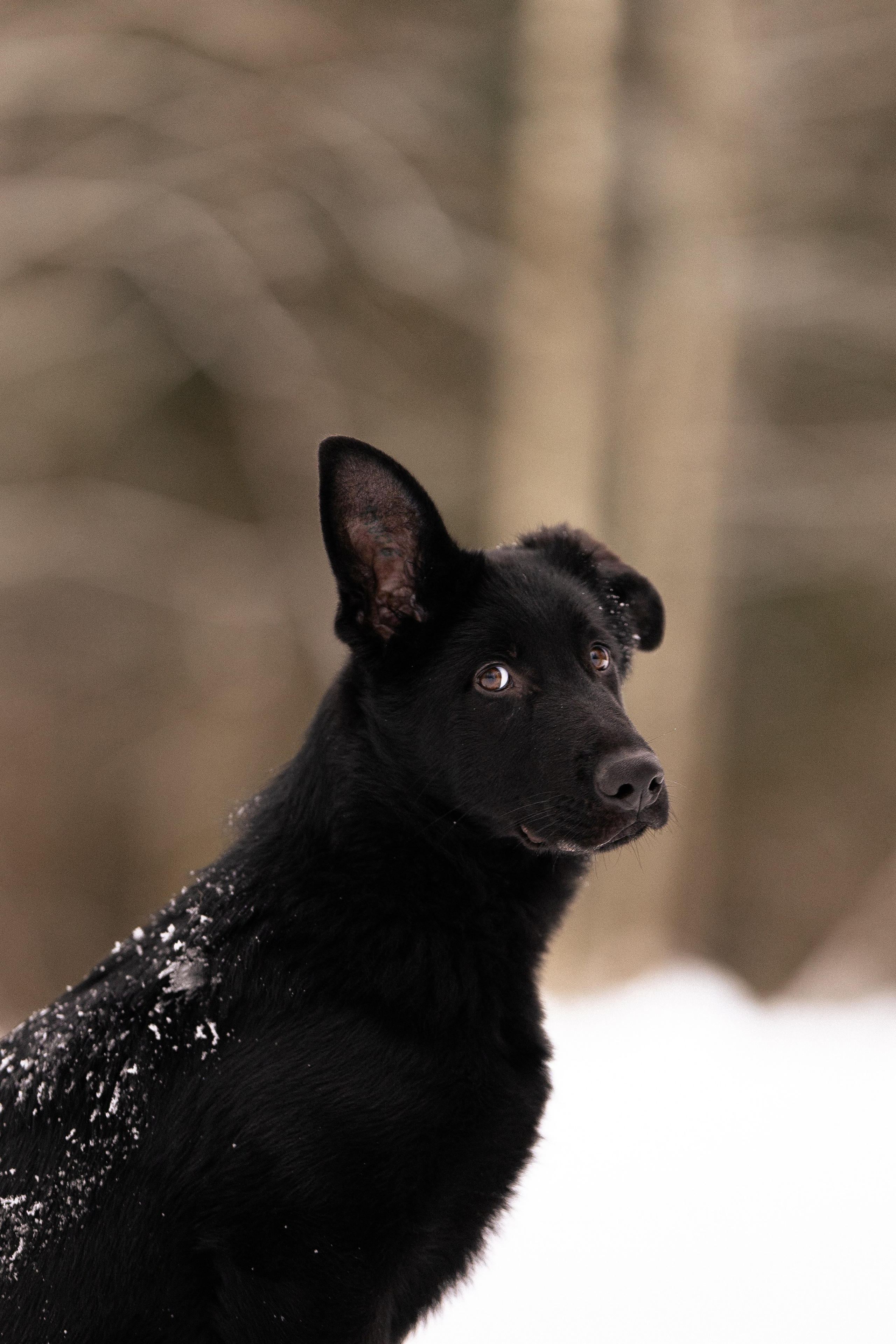 Немецкая овчарка. Фотограф и видеограф анималист Аганина Дарья