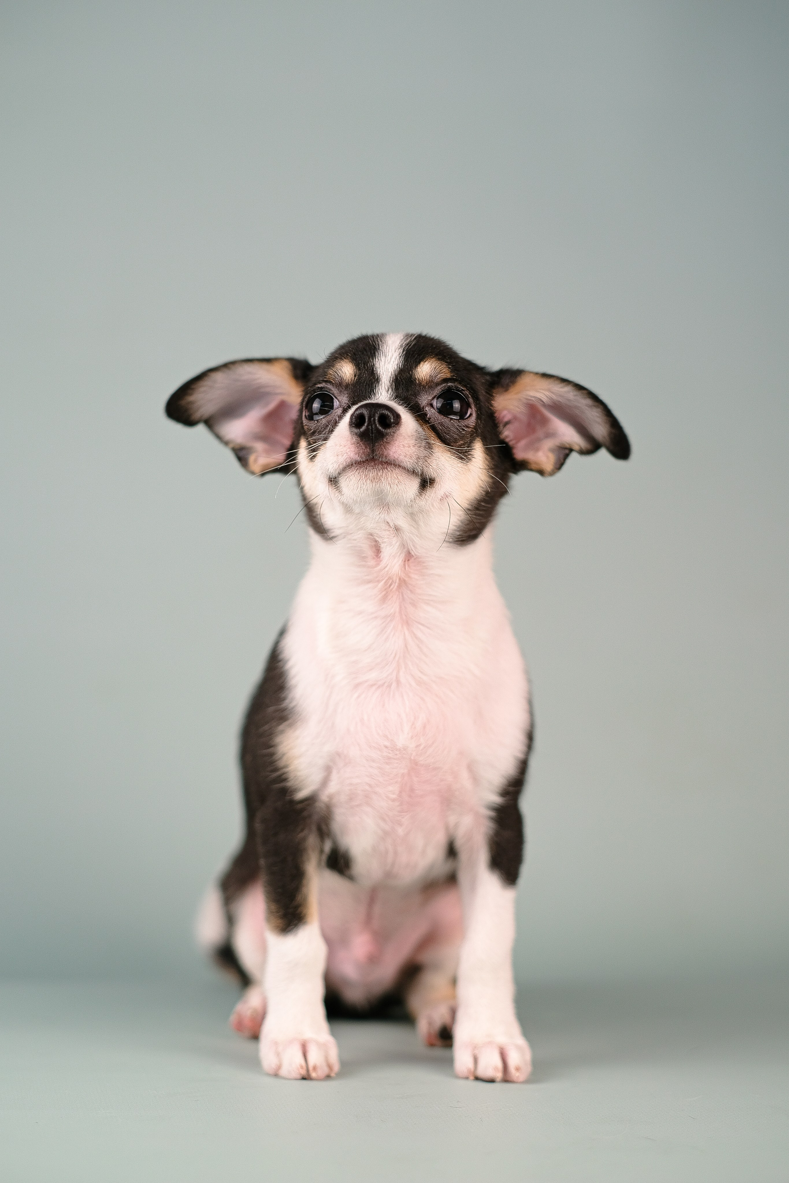 Чихуа хуа. Фотограф и видеограф анималист Аганина Дарья
