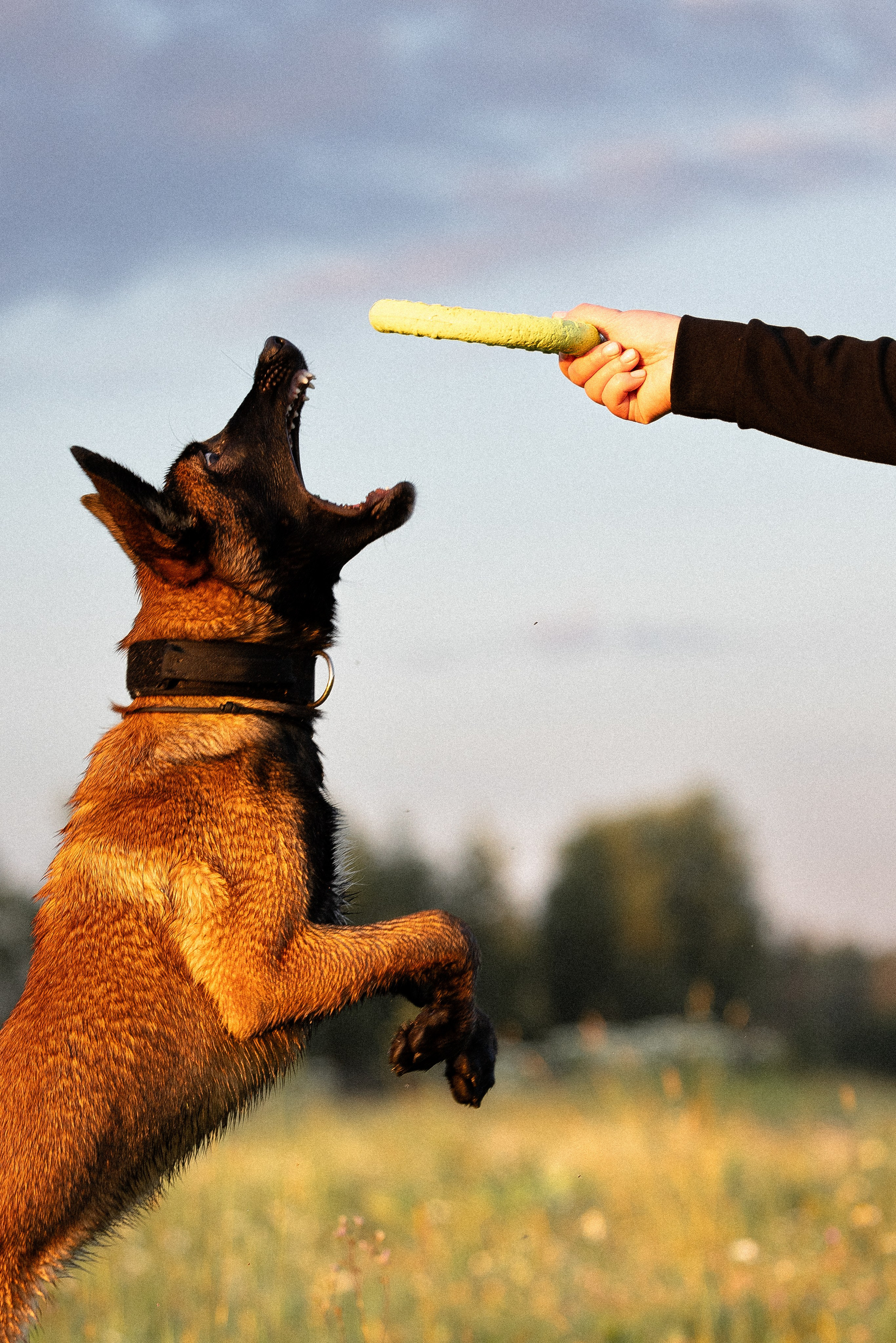 Галина и Лоя. Фотограф и видеограф анималист Аганина Дарья