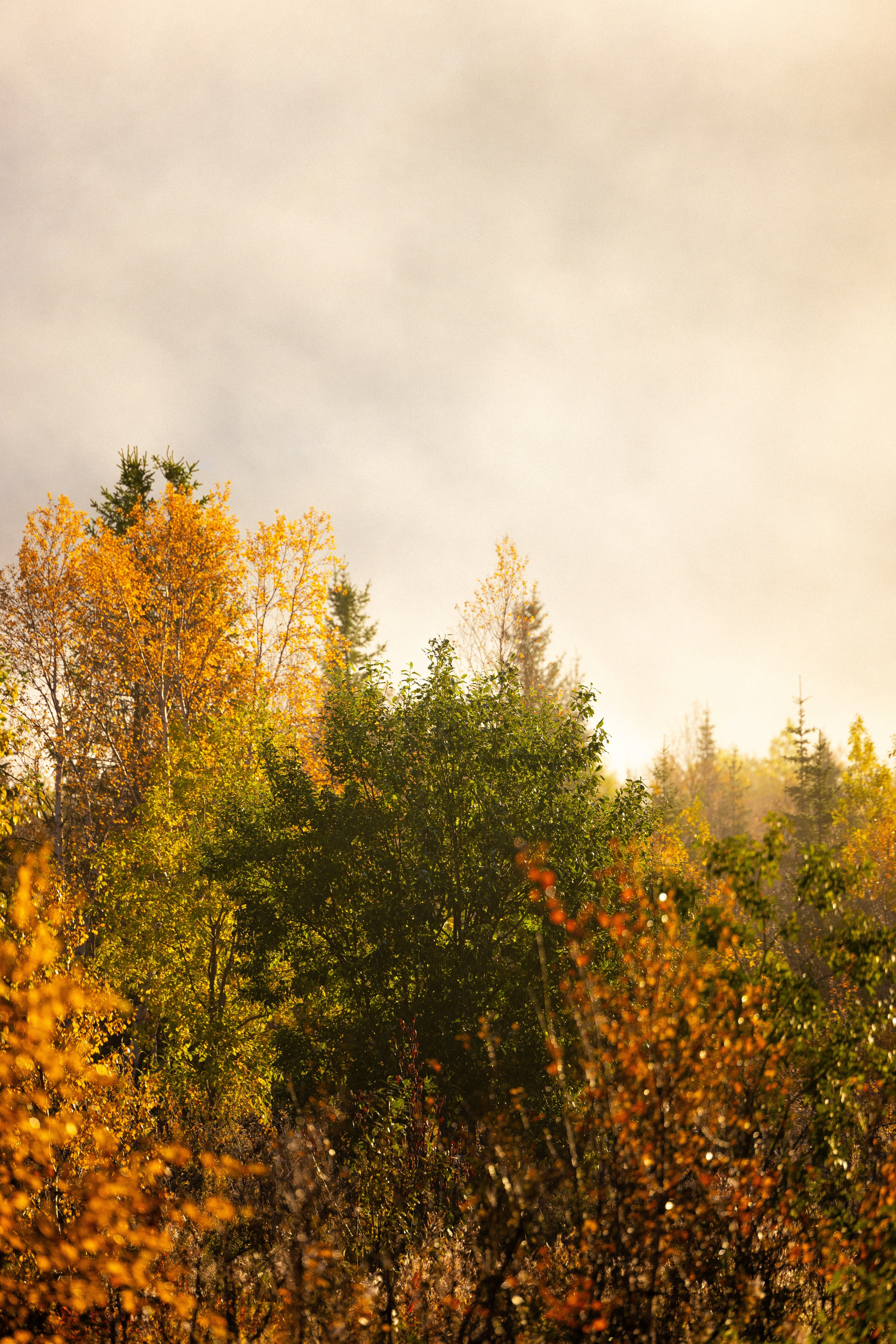 Кольский. Фотограф и видеограф анималист Аганина Дарья